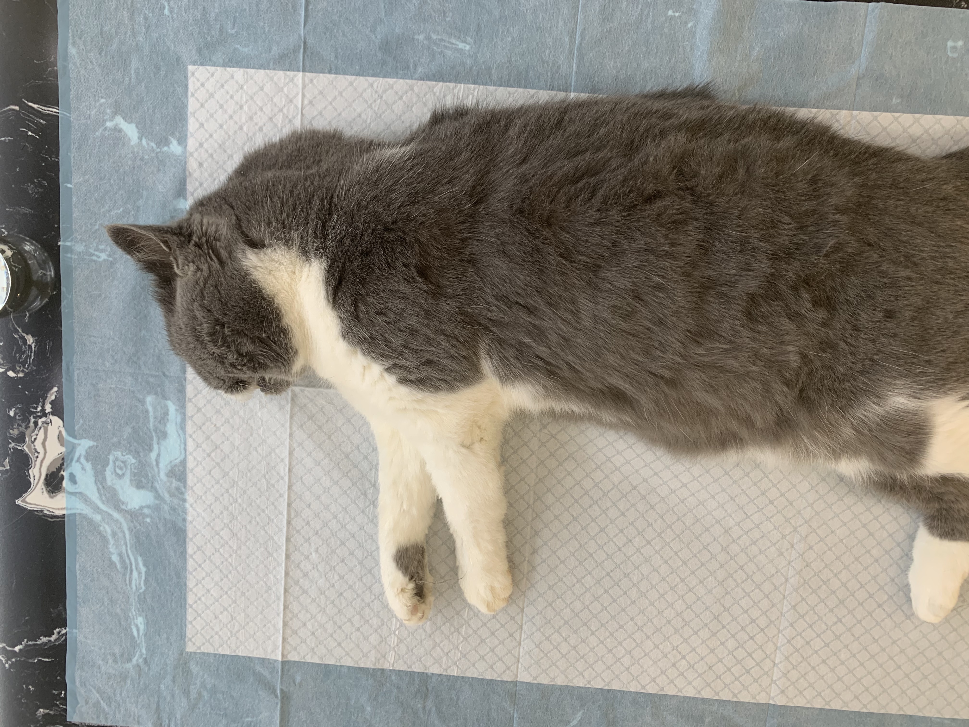 我家狗死了哪里火化