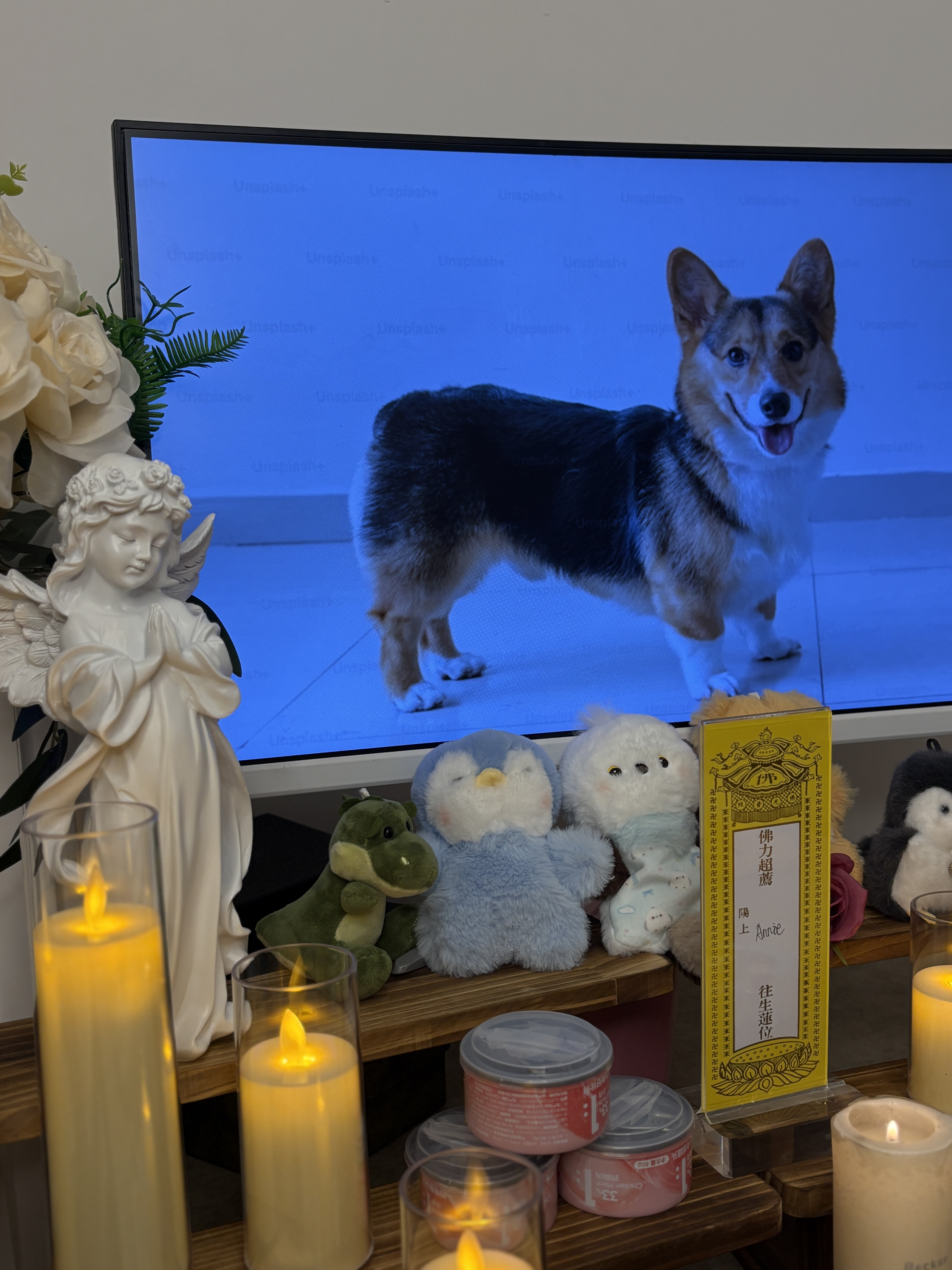 猫咪死了找谁处理