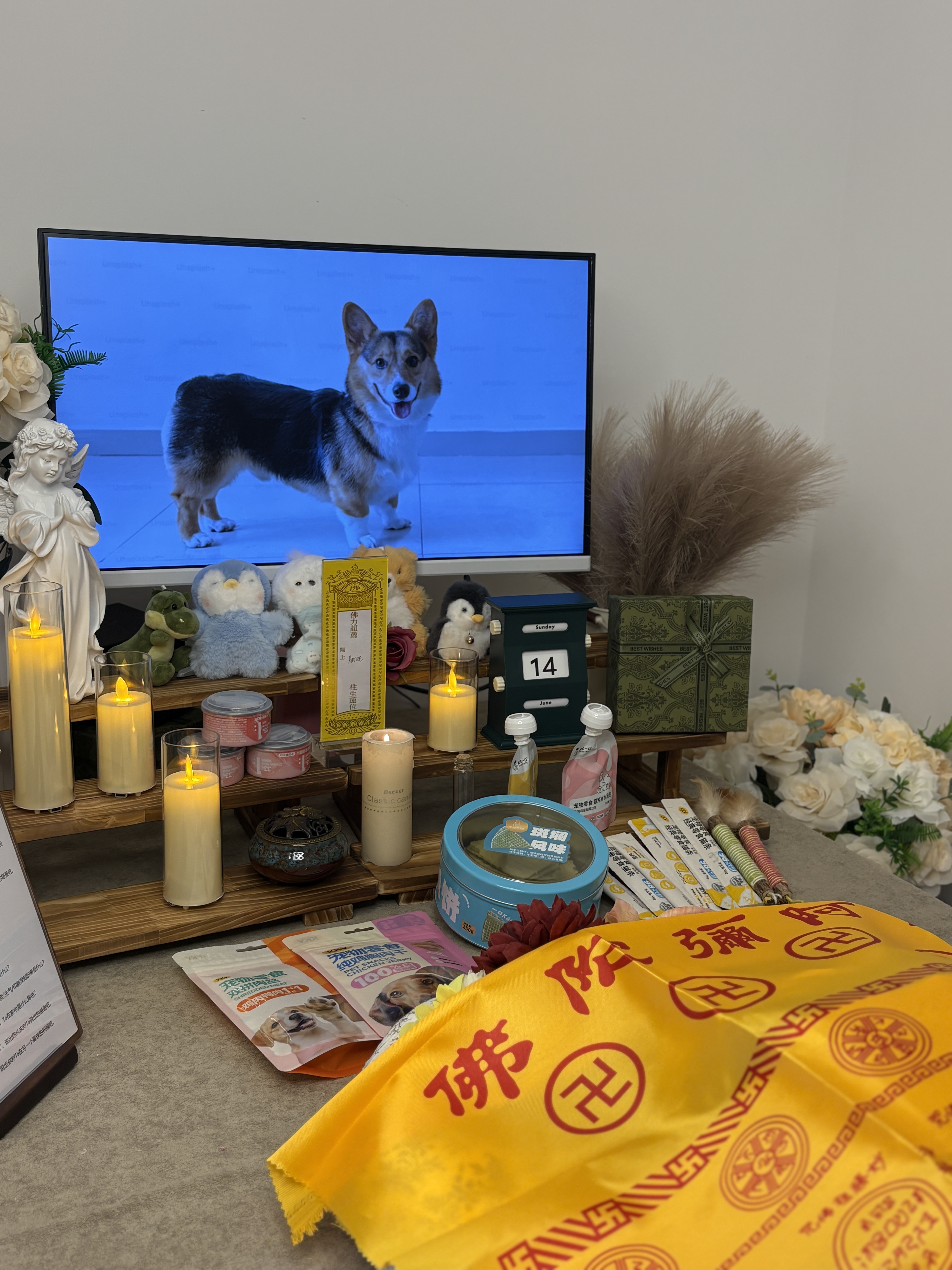 猫咪死了找谁处理配图