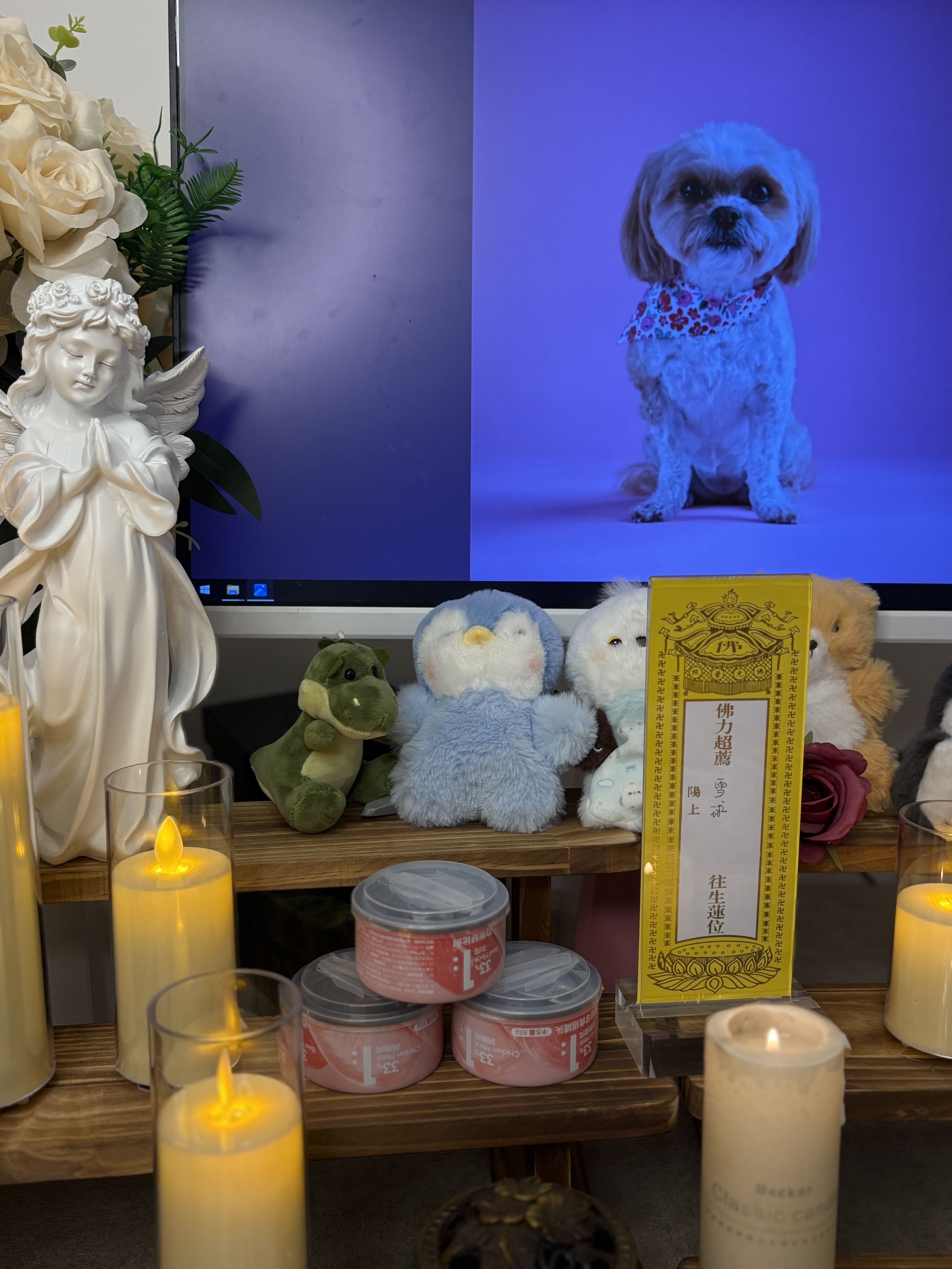 猫突然死了怎么处理比较好配图