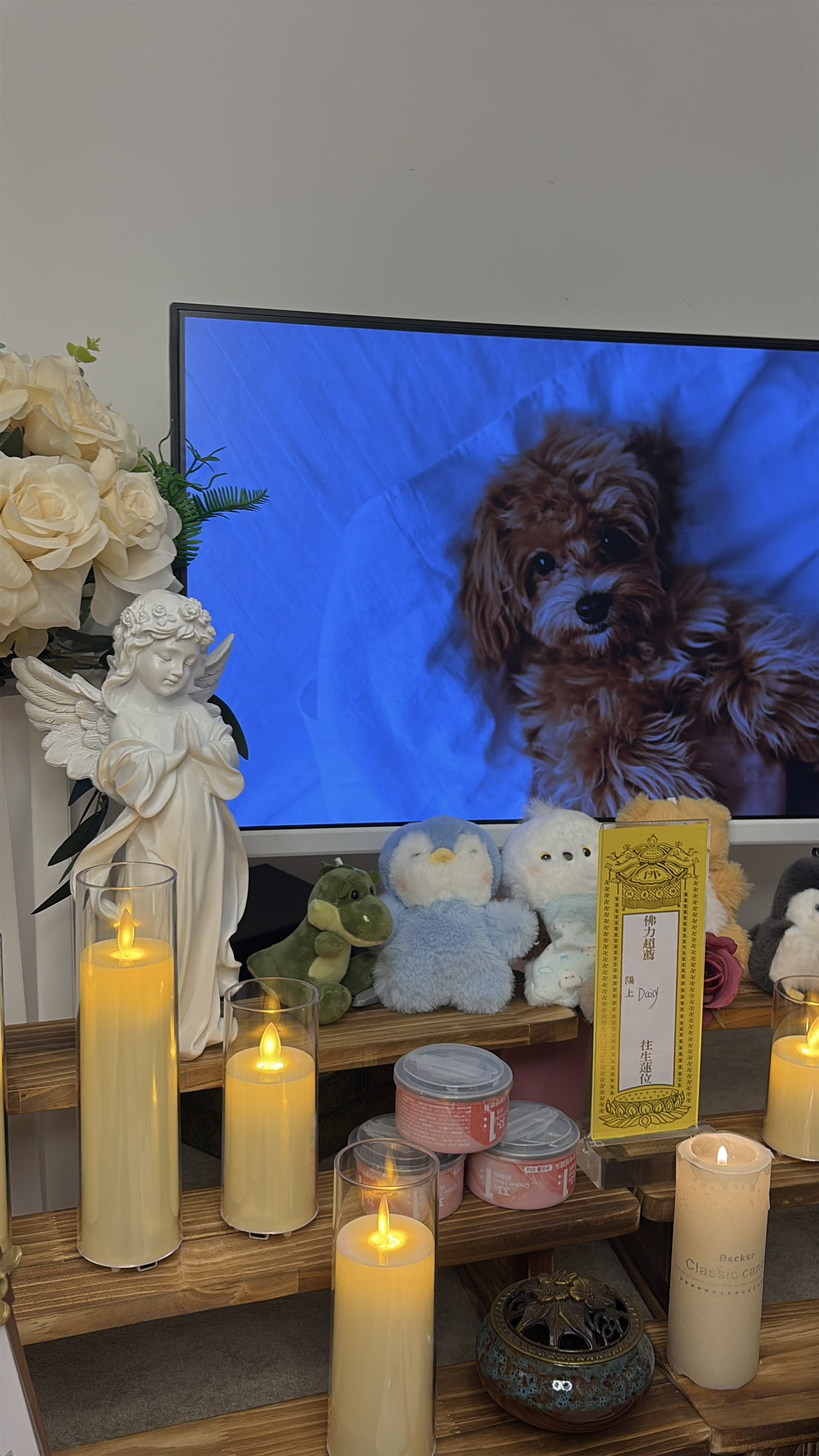 猫咪火化后骨灰怎么办