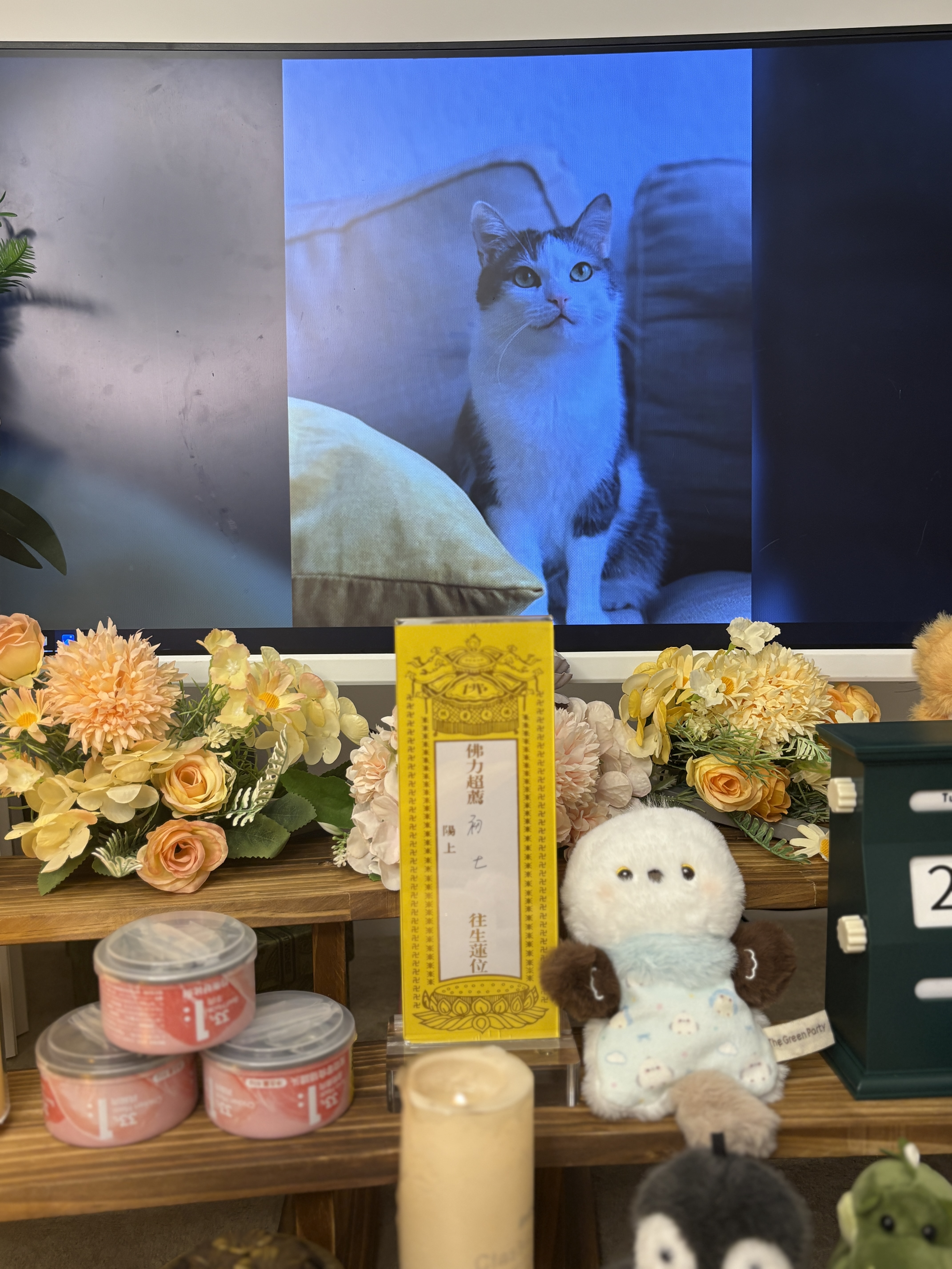 猫咪告别仪式配图