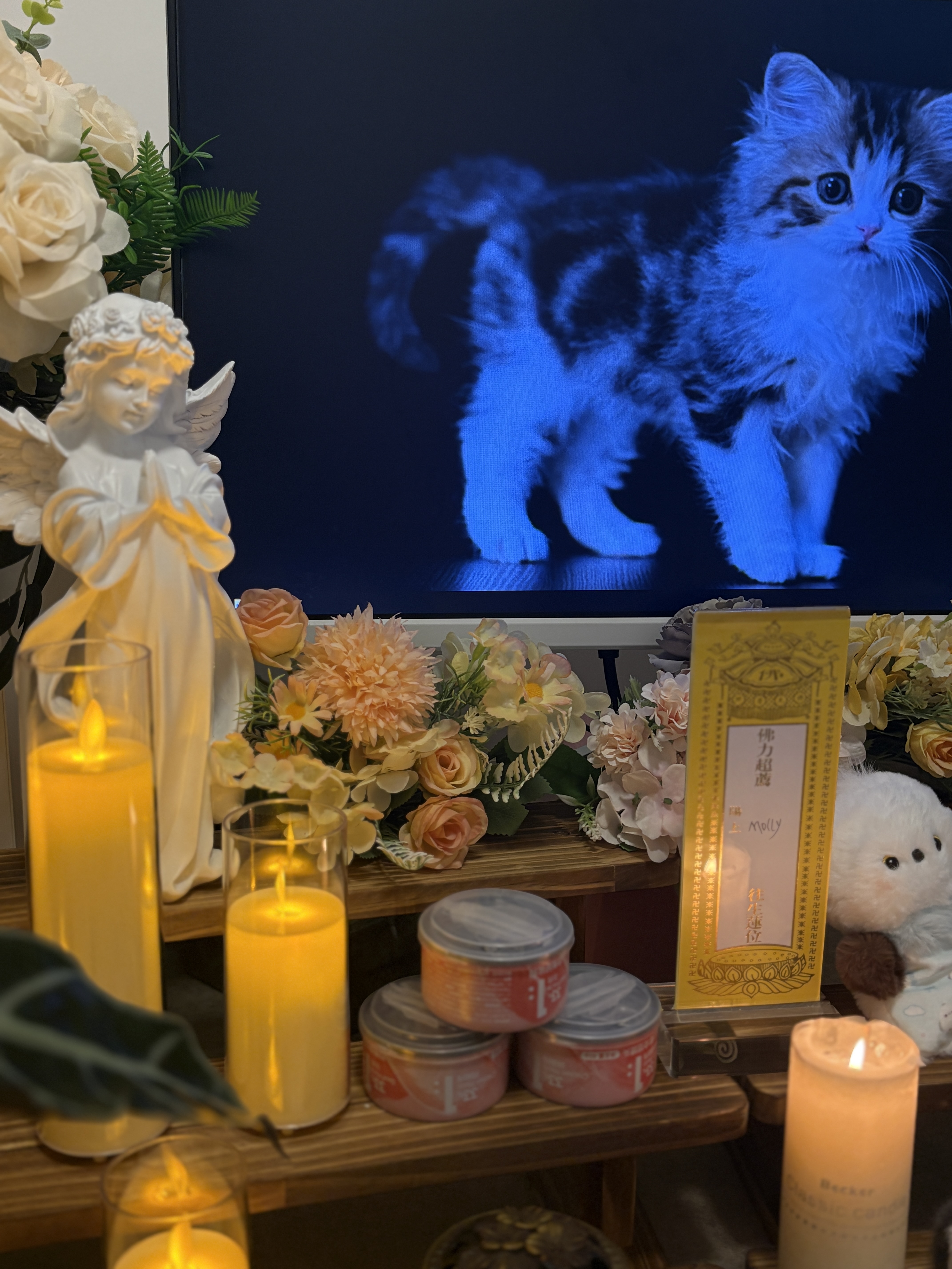 宠物去世后还能留下什么