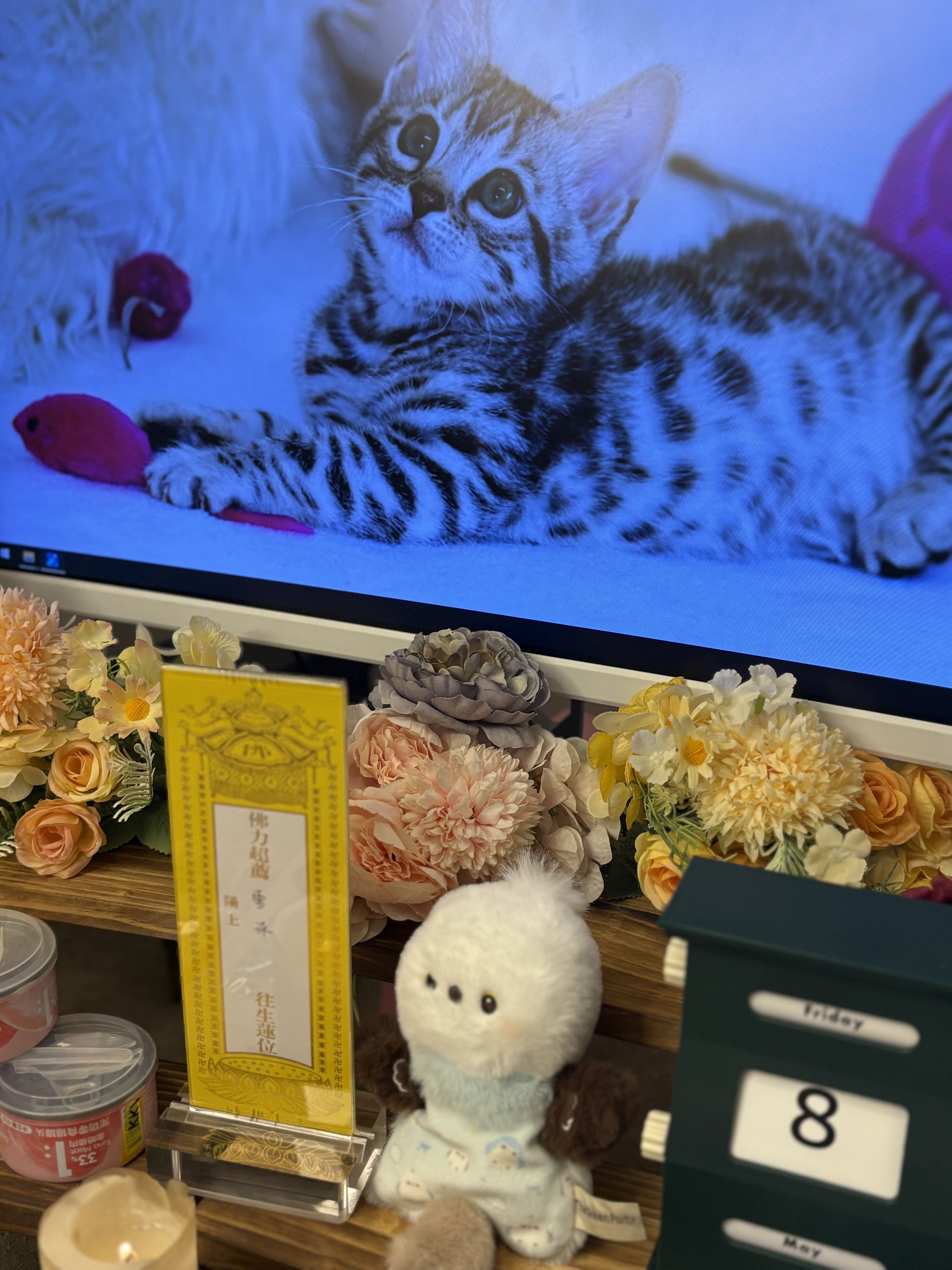 猫咪走了想给它火化怎么办配图