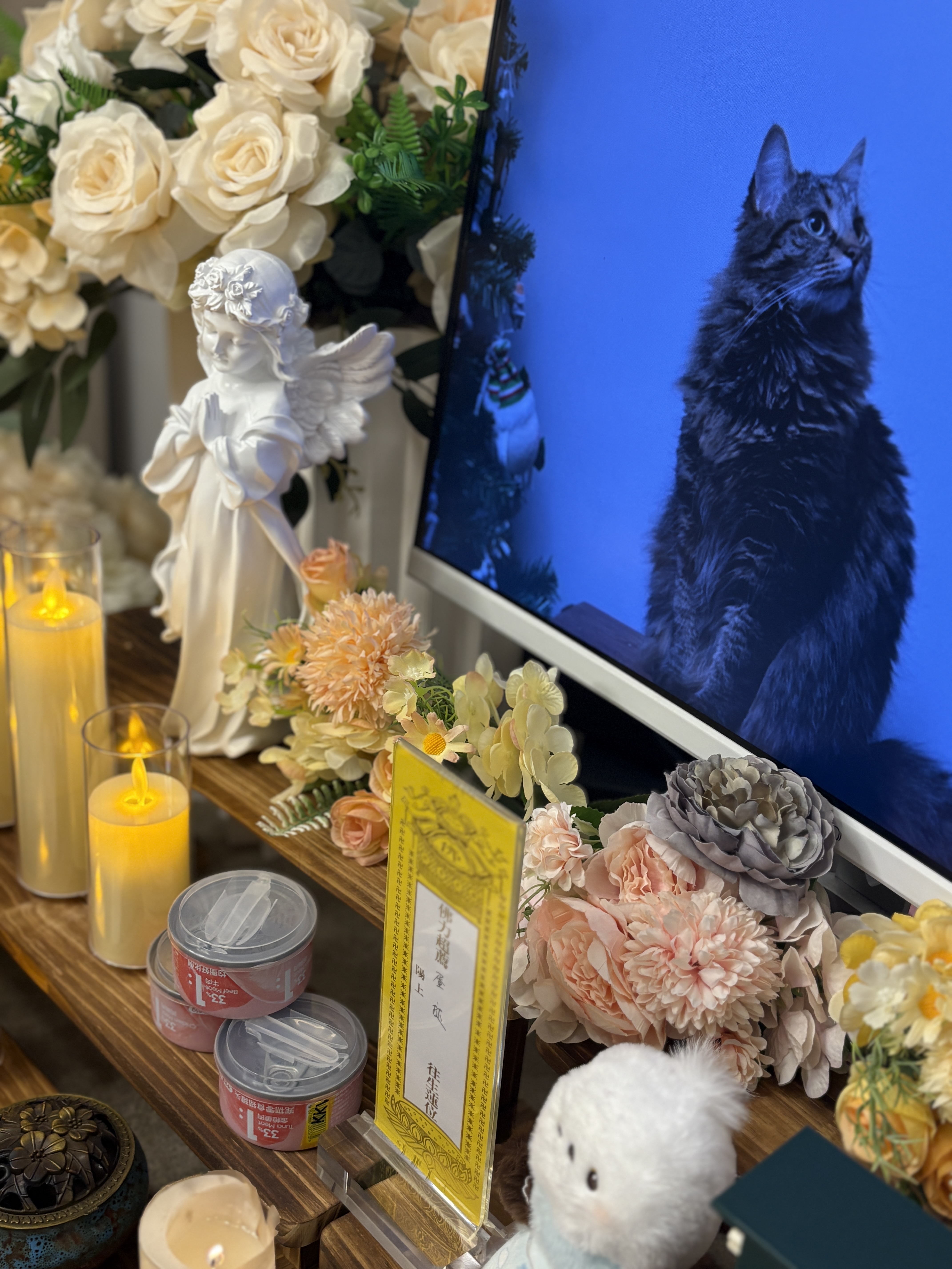 猫咪去世后火化需要多少钱