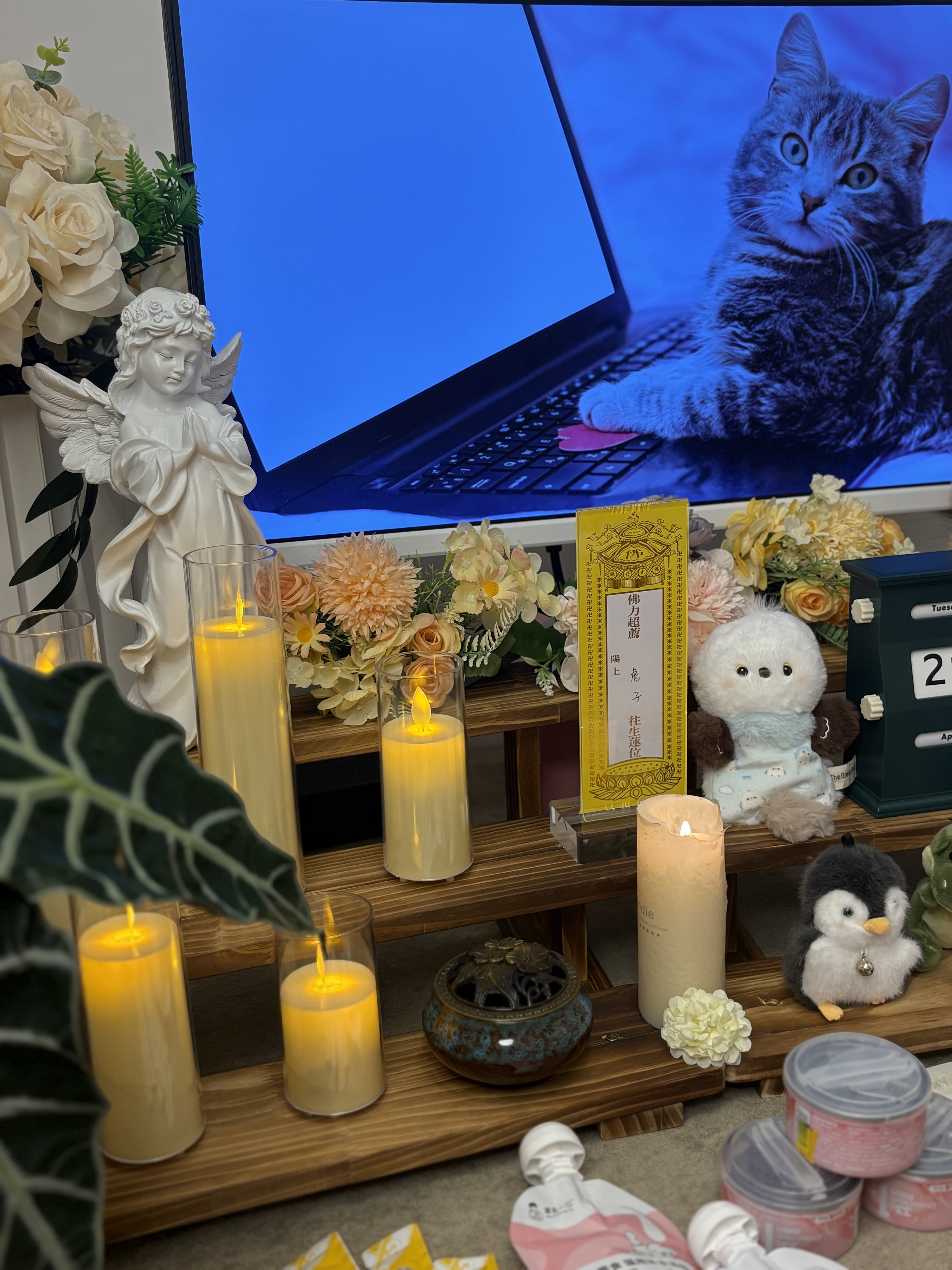 我家猫死了怎么找火化