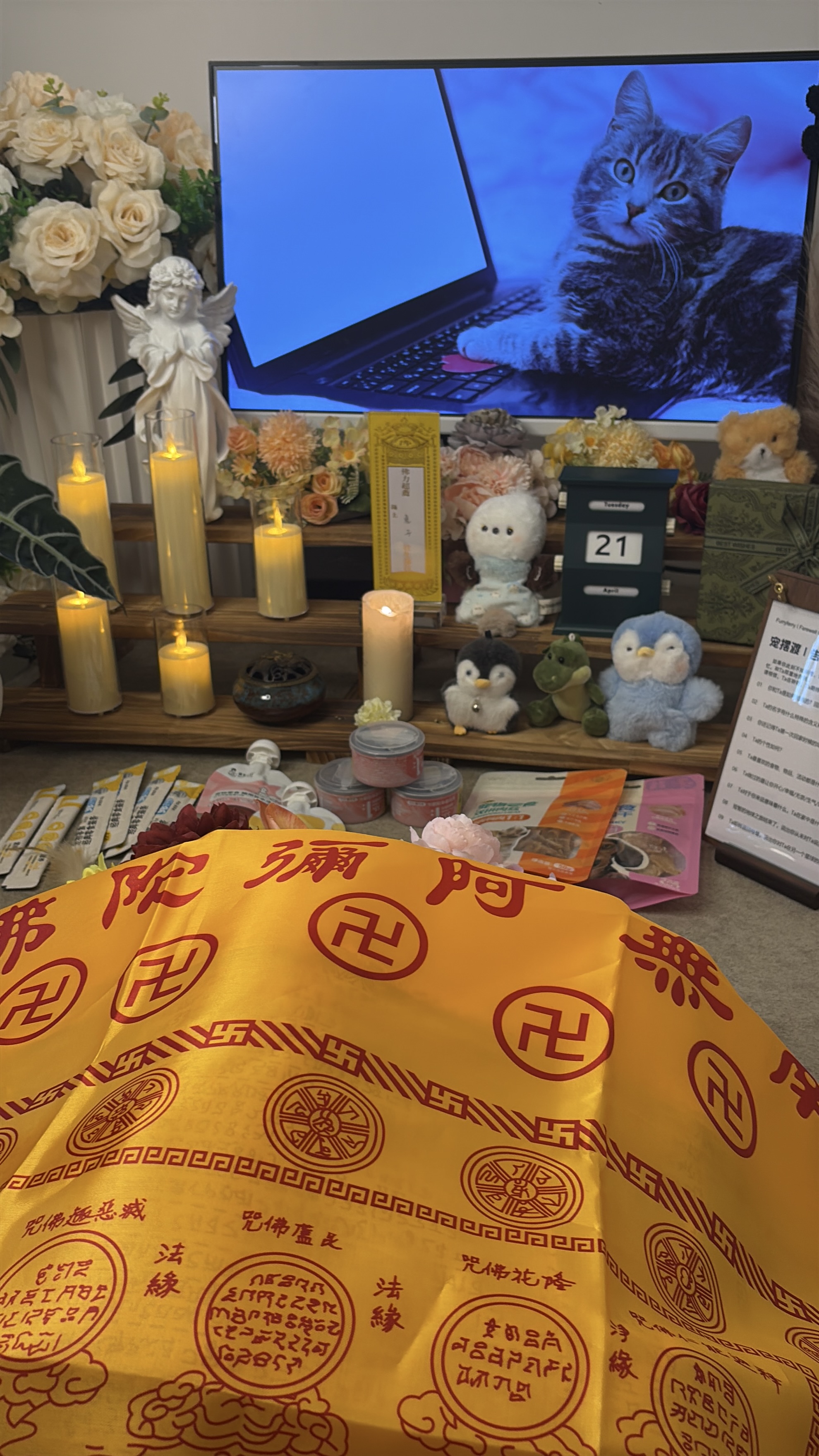我家猫死了怎么找火化配图