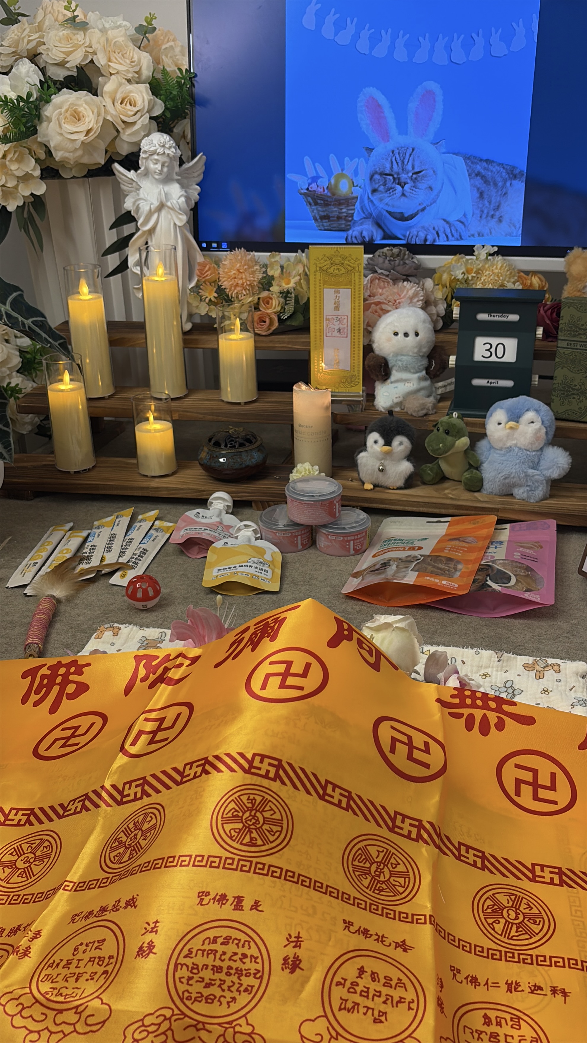 猫咪火化多少钱一次配图