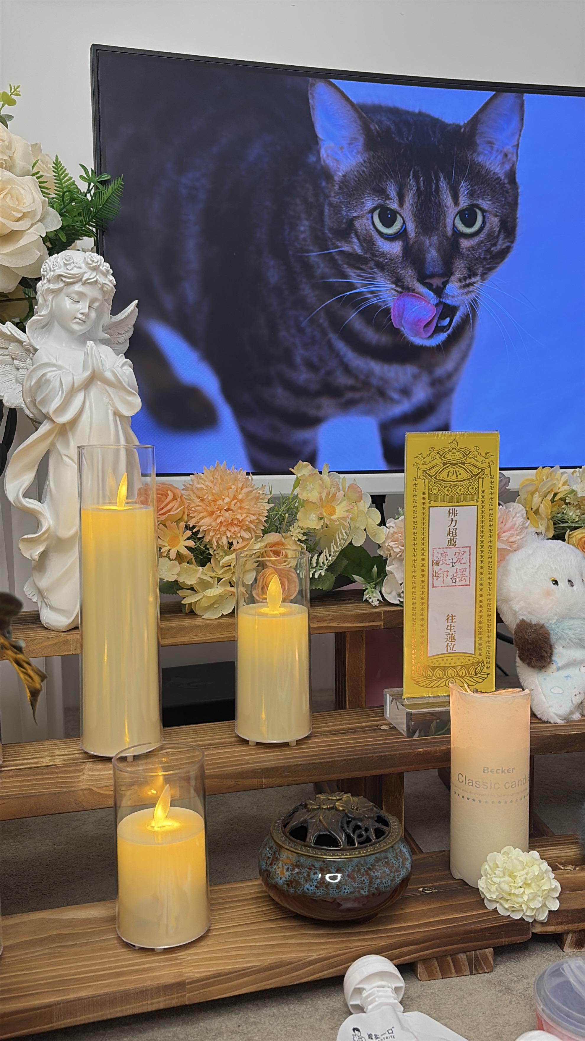 小猫火化多少钱