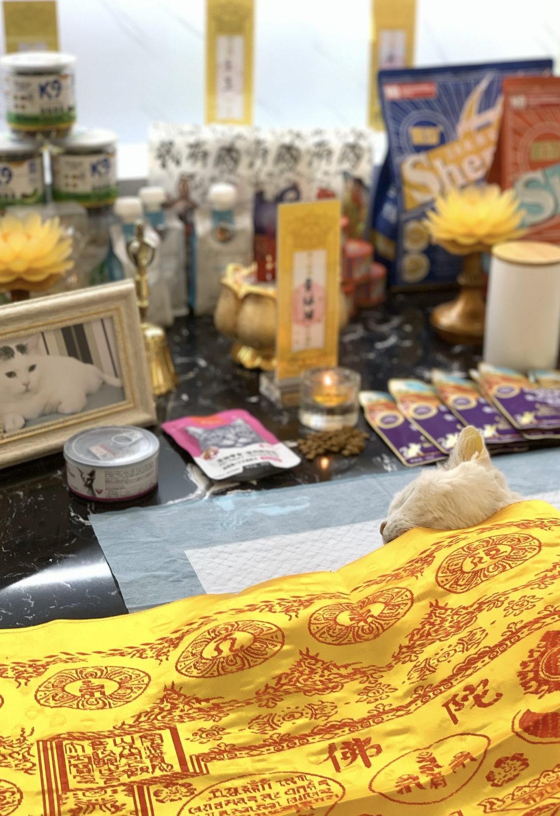 AI帮我选择宠物善终配图