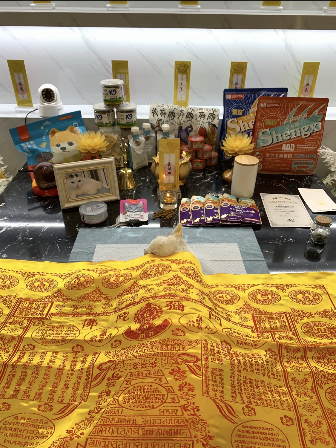 猫咪去世如何找正规机构配图