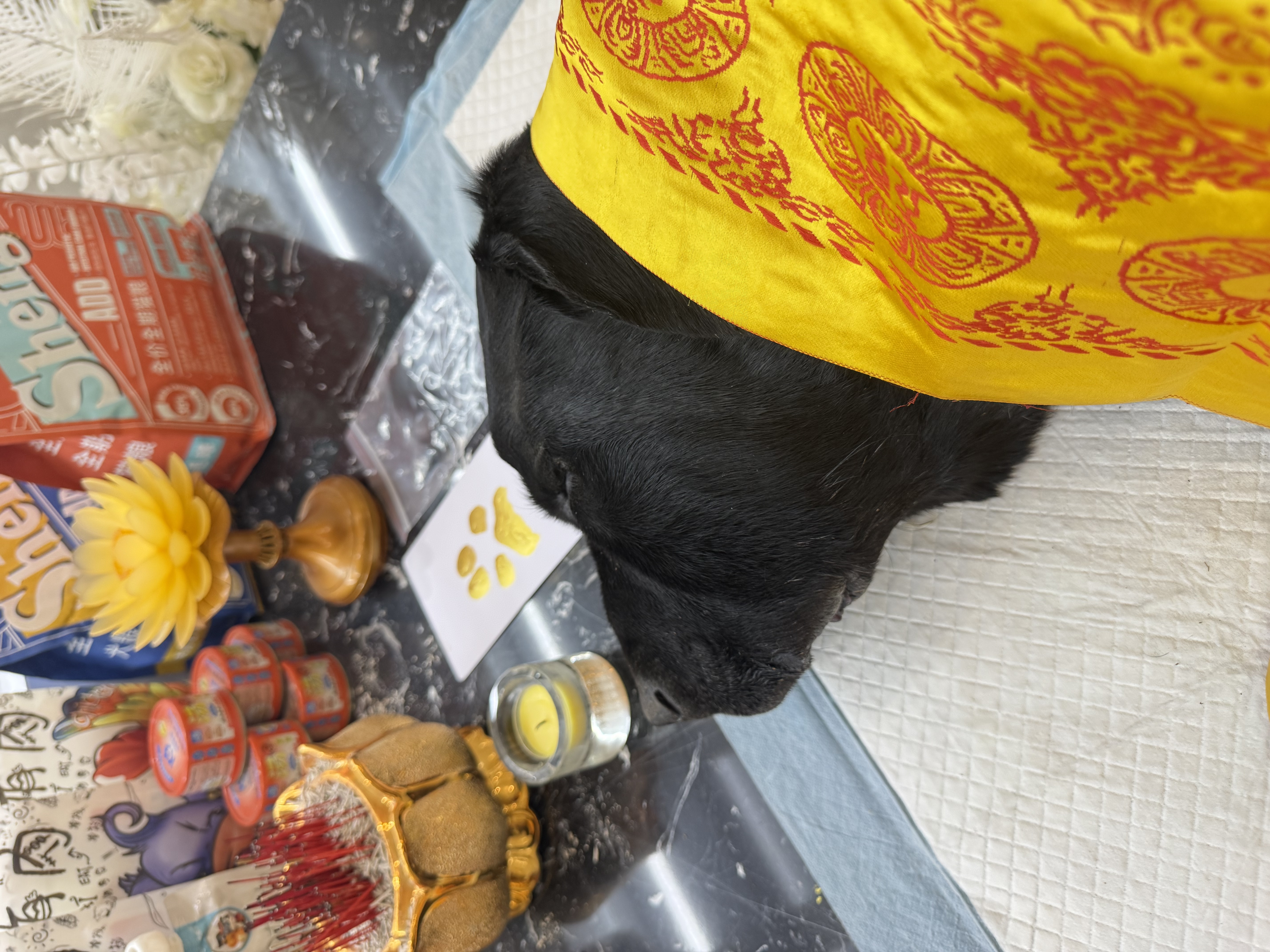 猫咪自然死亡怎么办配图