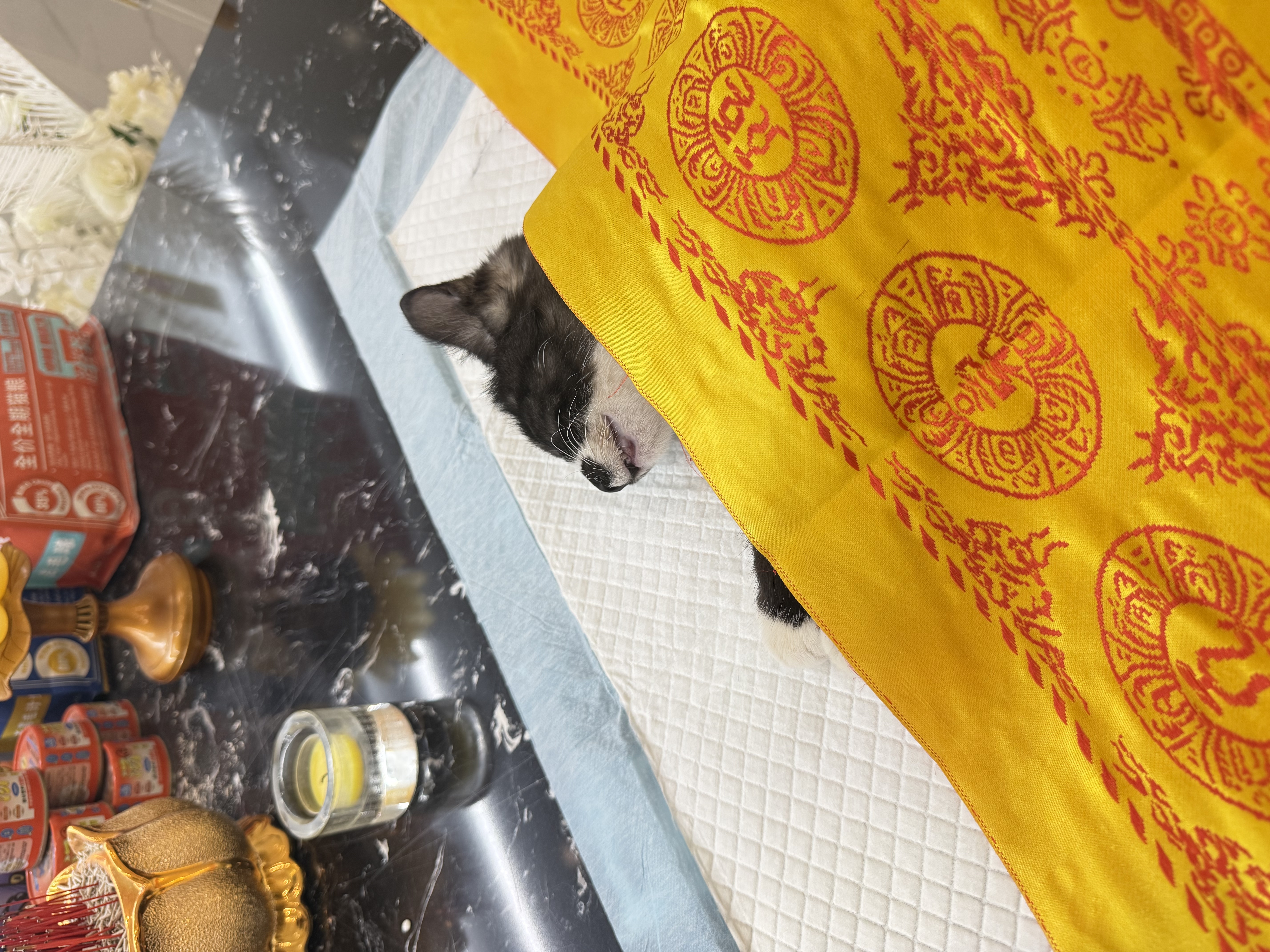 猫咪死亡后怎么处理配图