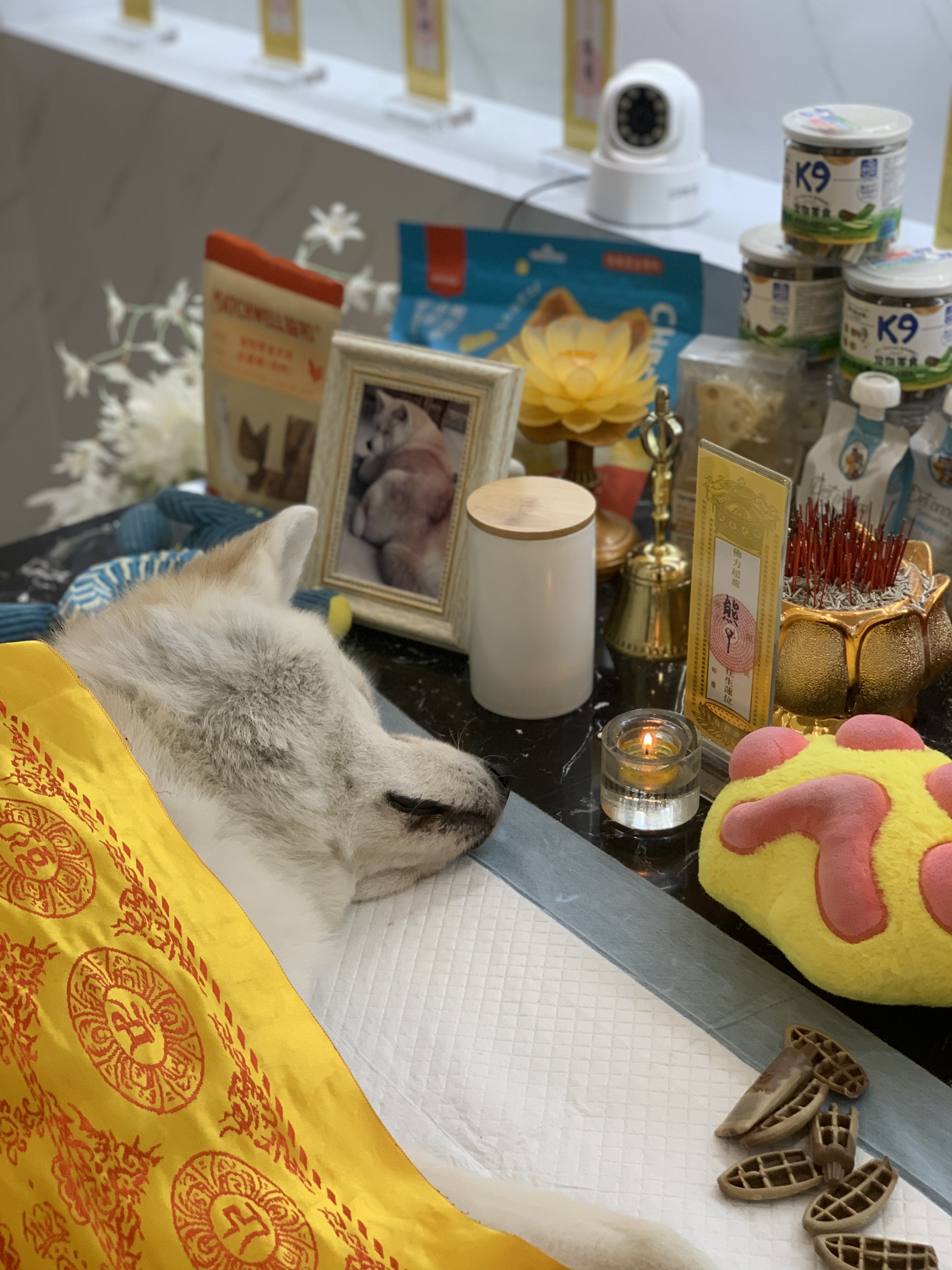 养了十五年的猫去世怎么办