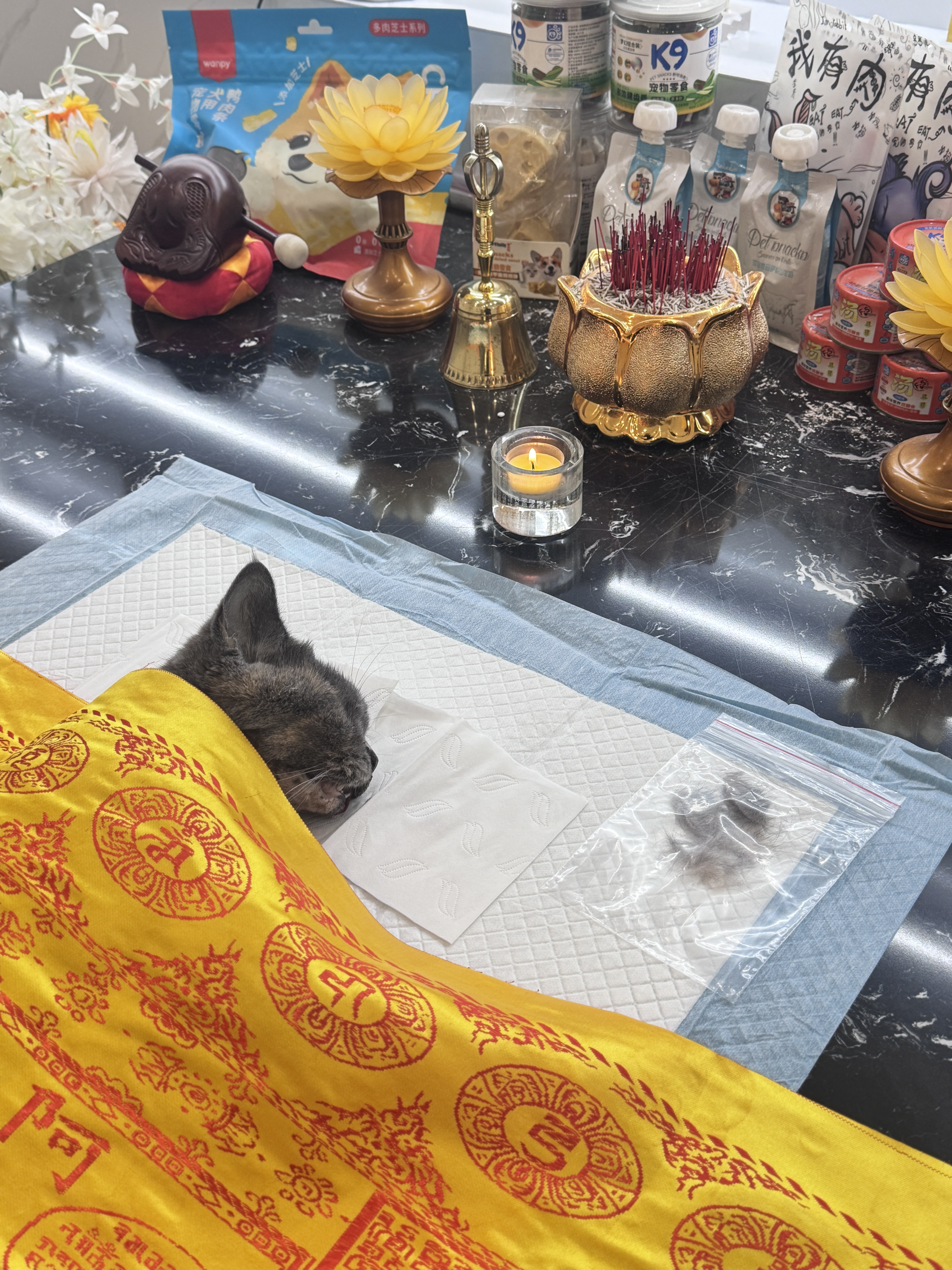 陪伴多年的猫离开了怎么办配图