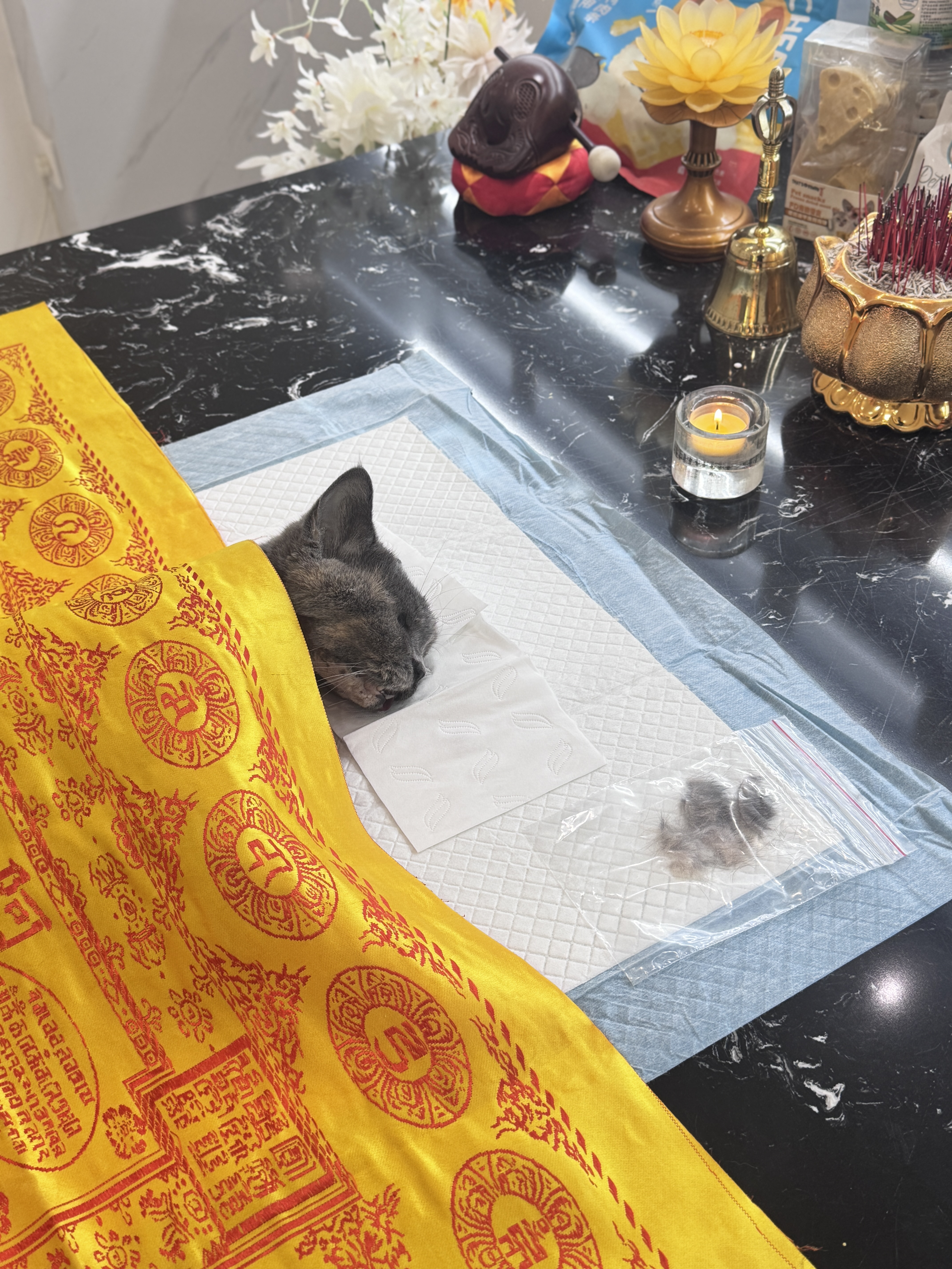 我的猫走了很难受怎么办