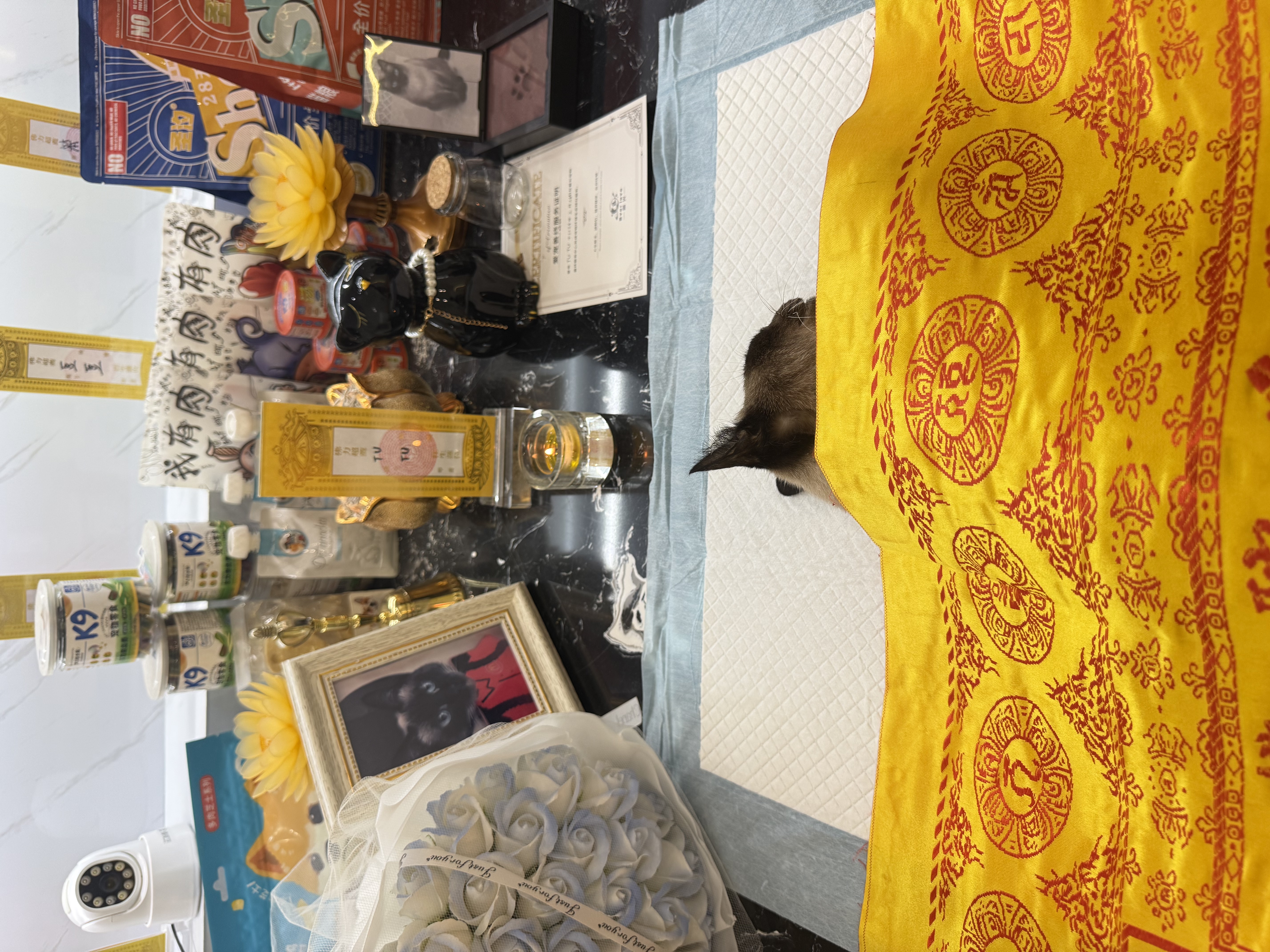 我的猫走了很难受怎么办配图