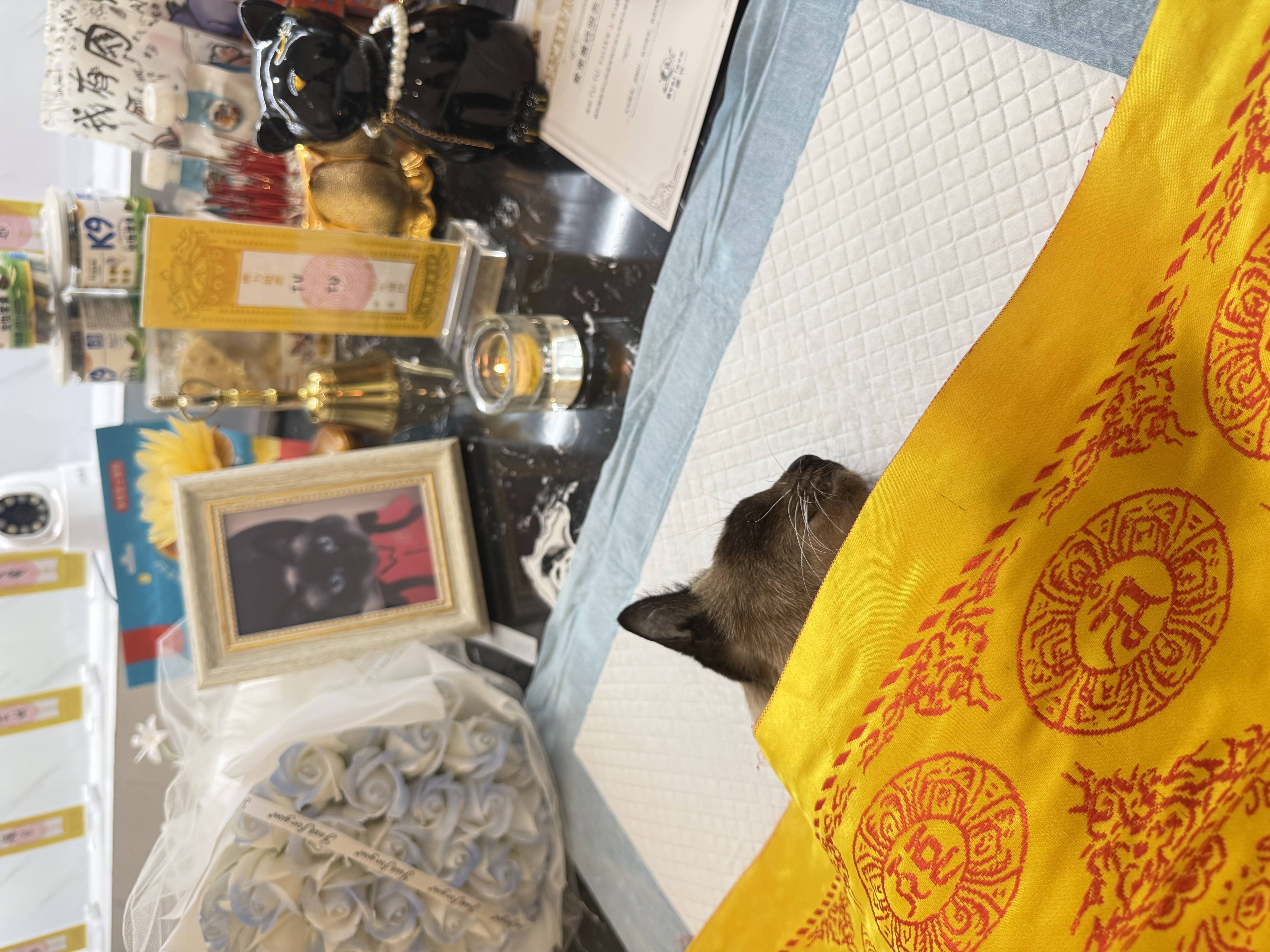 猫咪离世如何告别配图