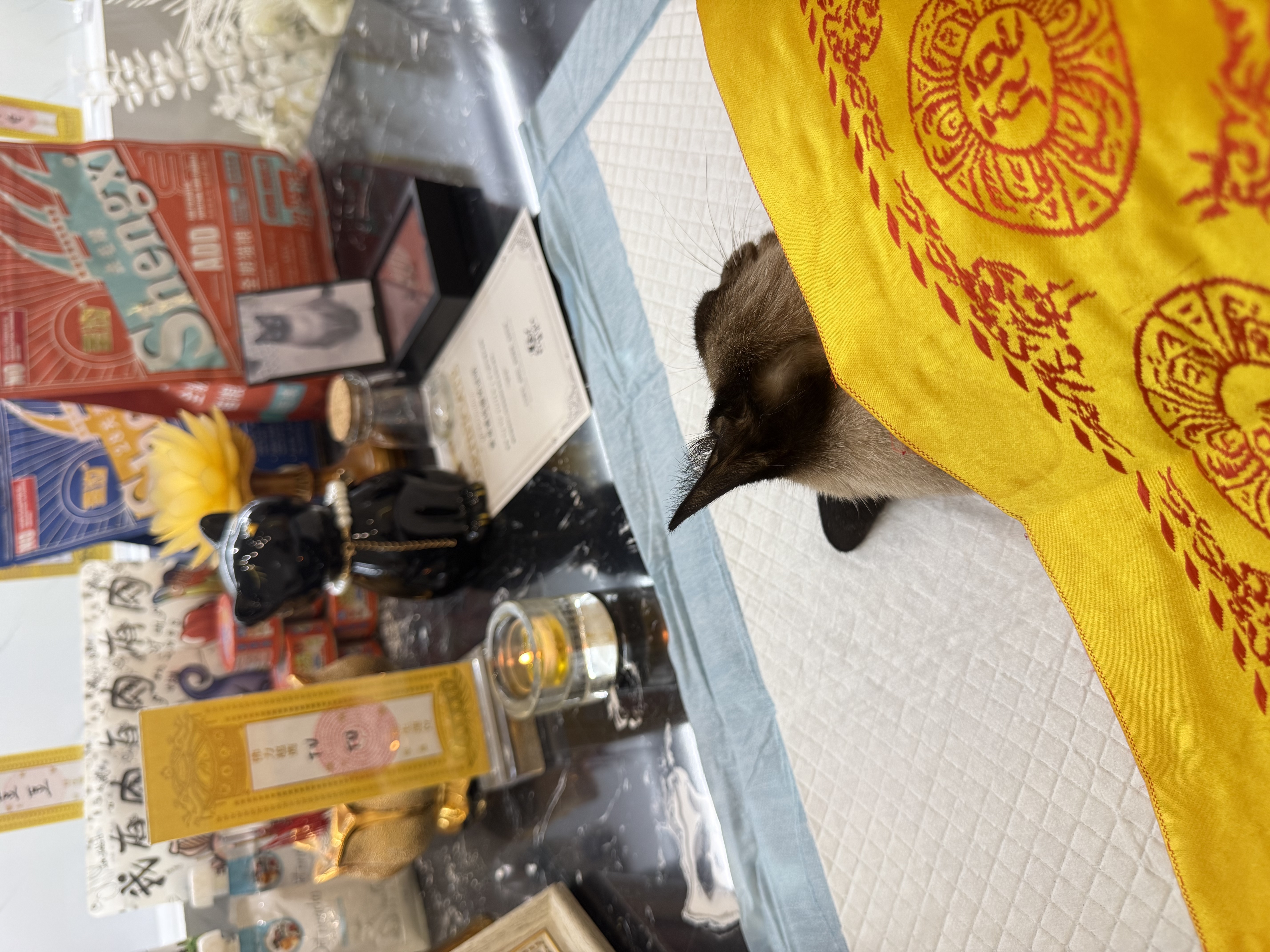如何送别自己的猫咪