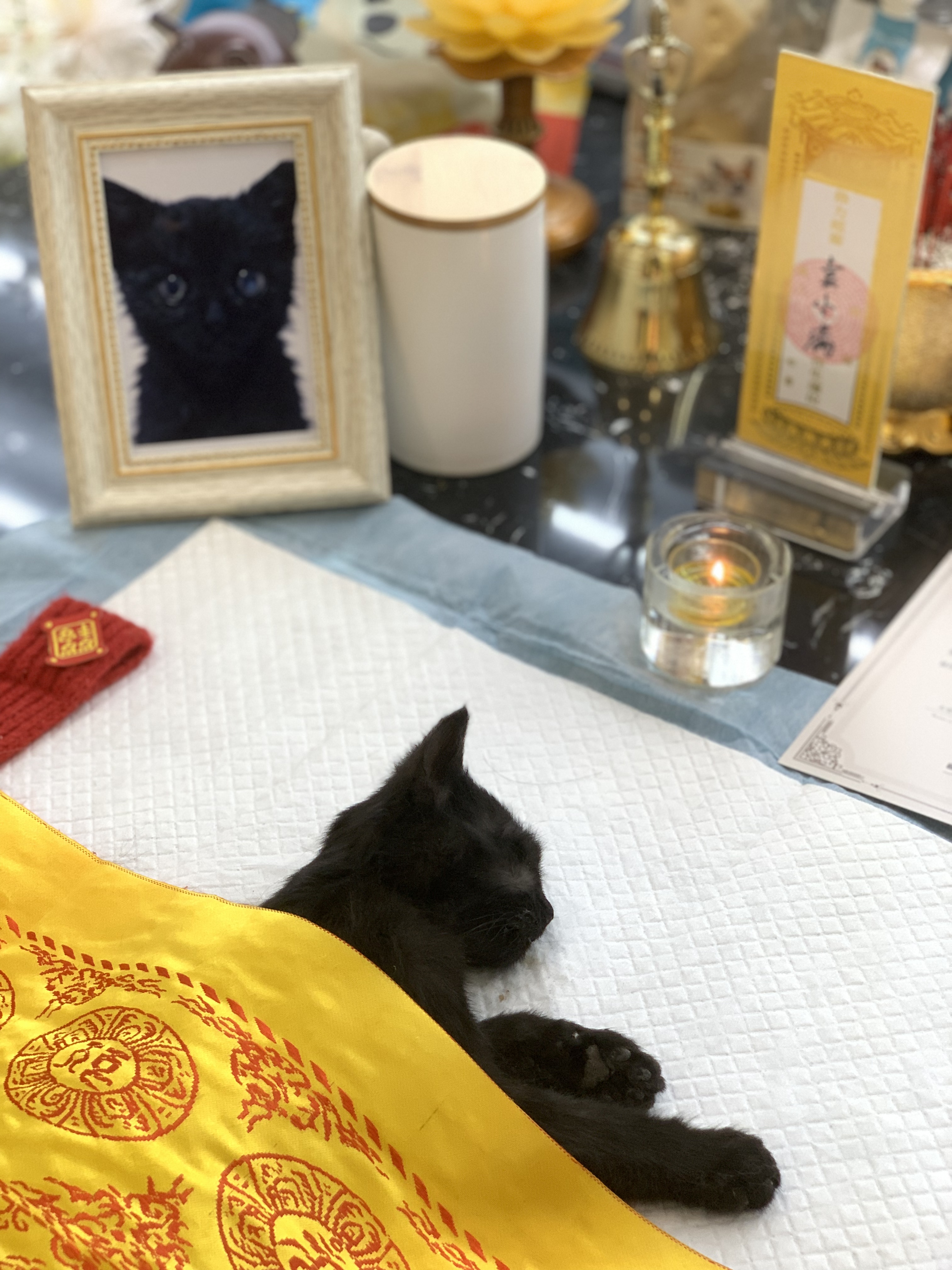 如何送别自己的猫咪配图
