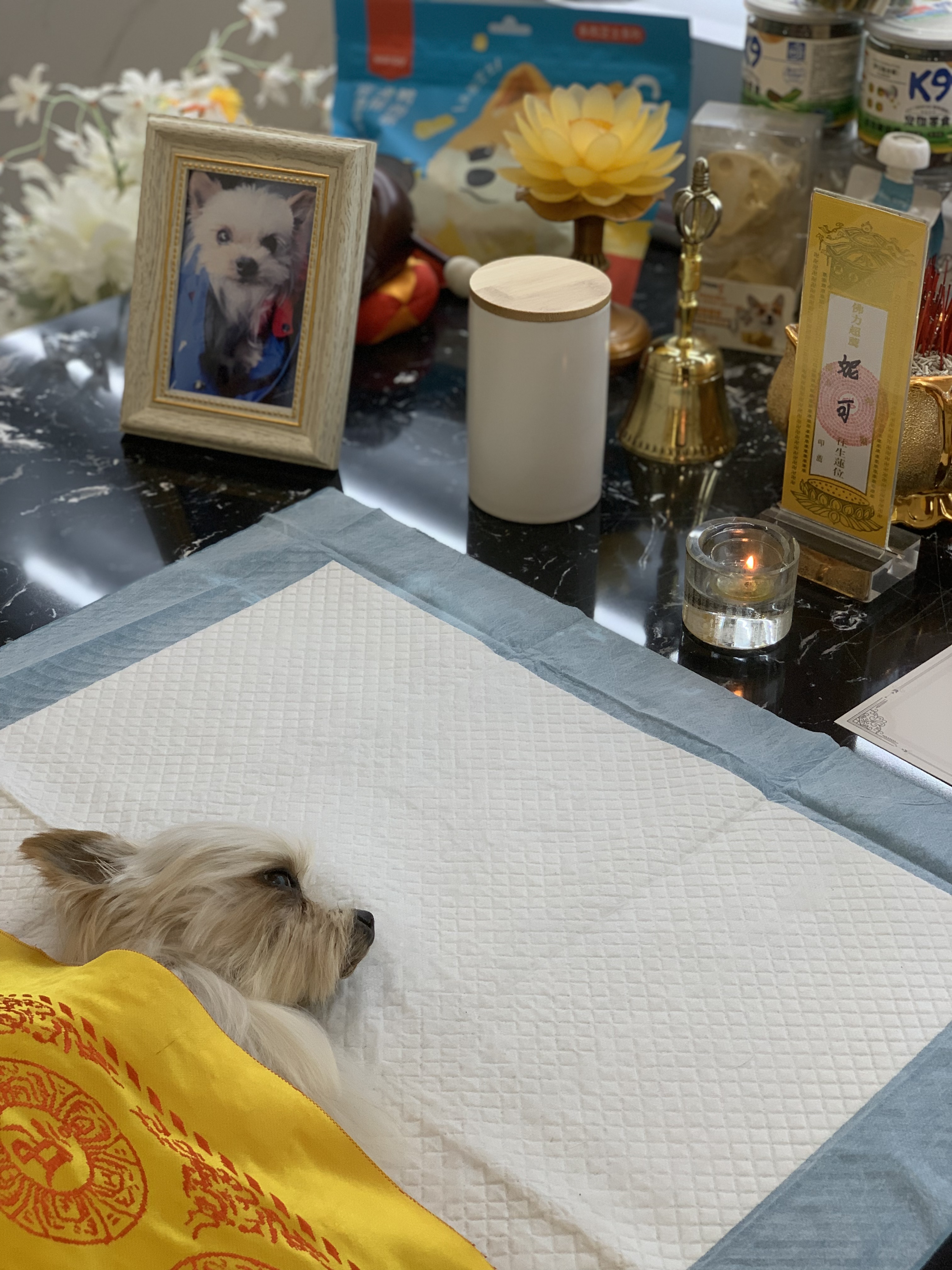 猫咪火化配图