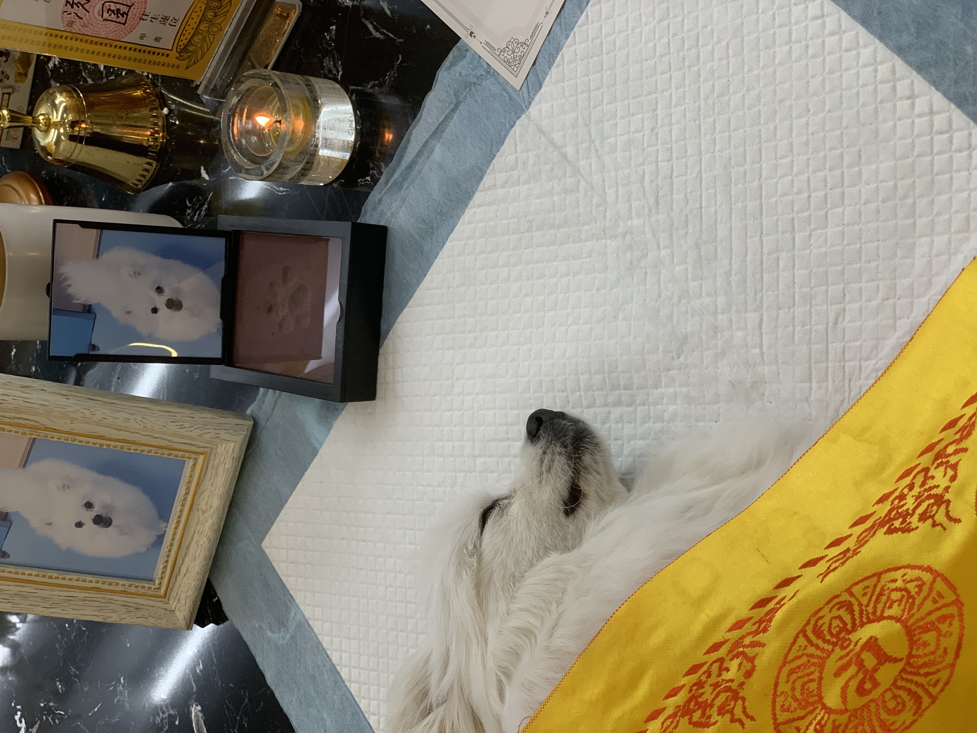 猫咪火化费用明细配图