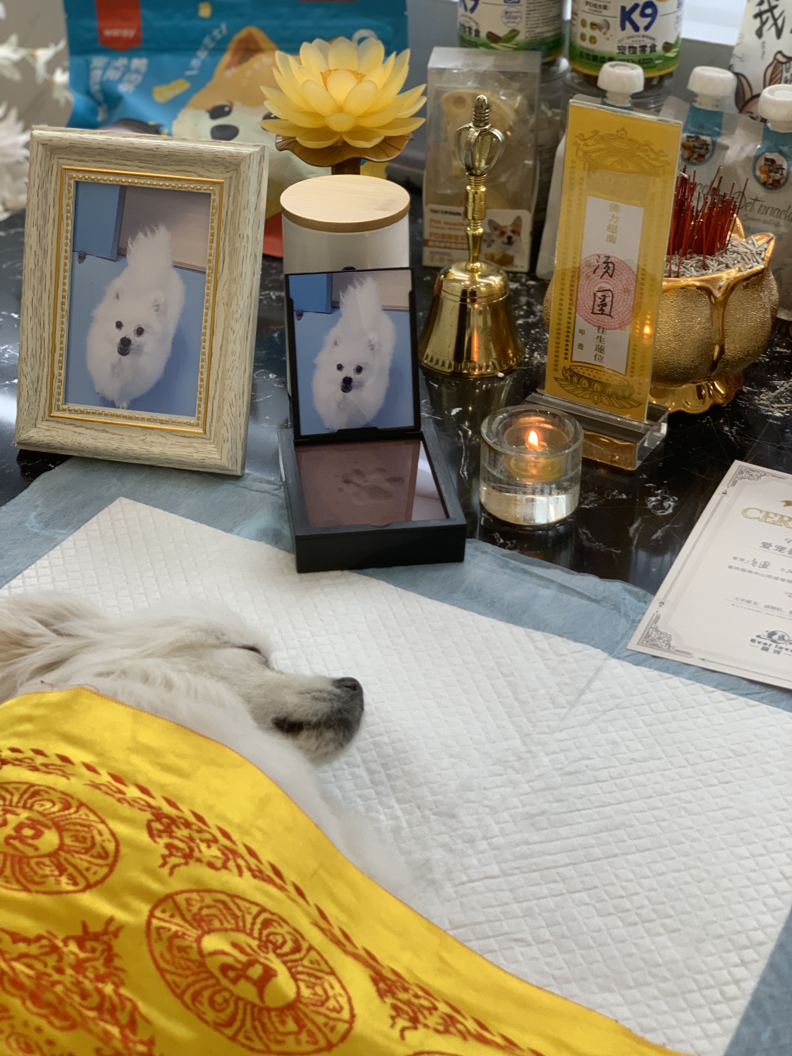 猫咪火化收费标准