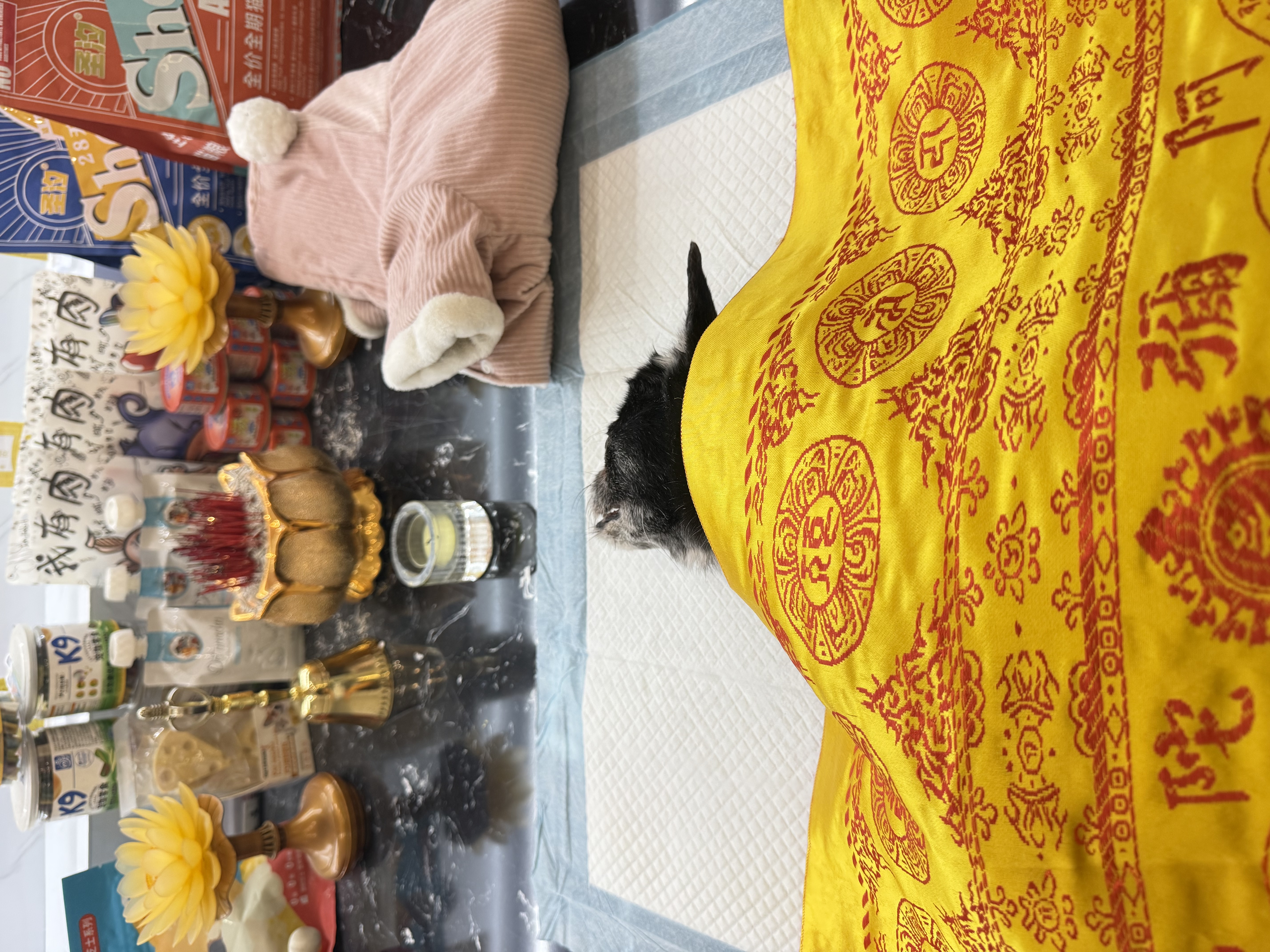 猫咪火化在哪里