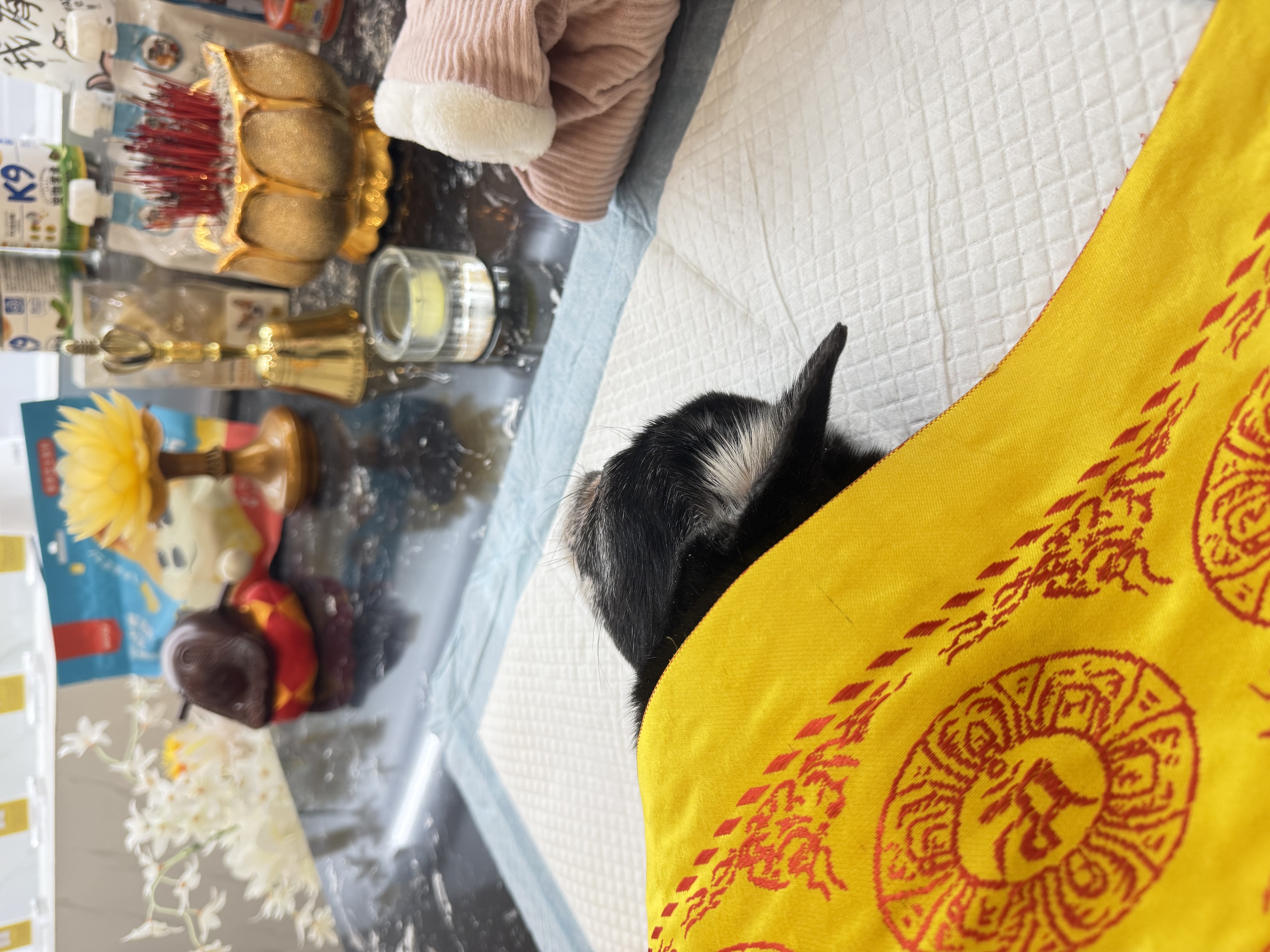 猫咪火化怎么预约配图