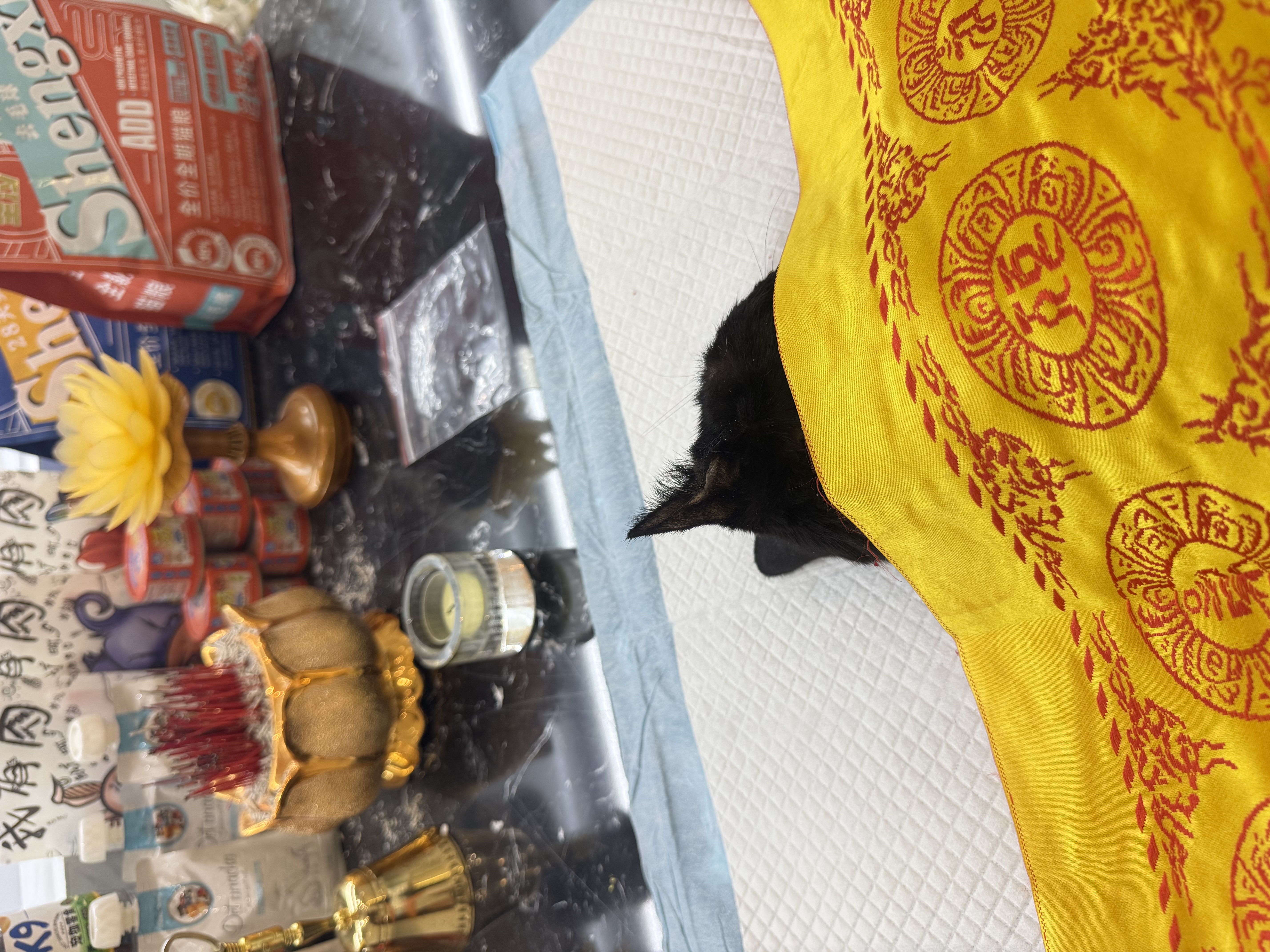 猫咪殡葬服务配图