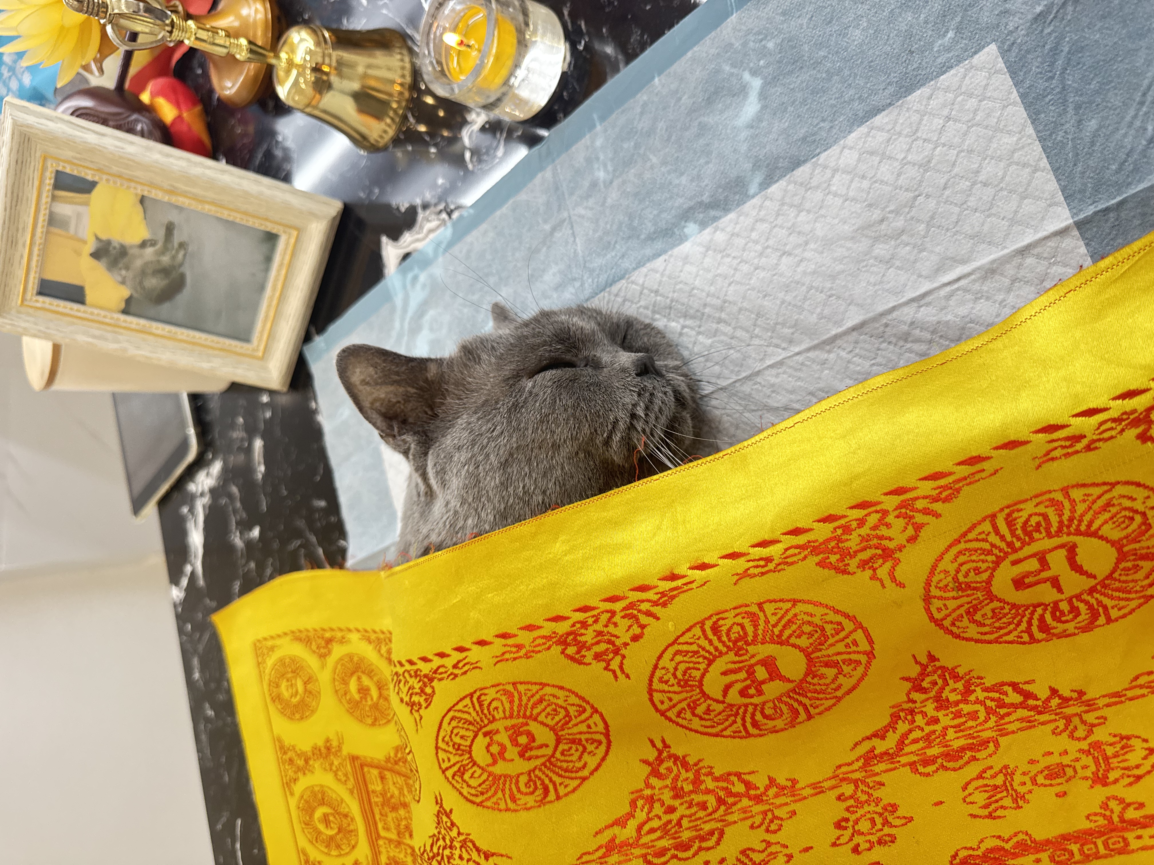 猫咪告别仪式配图