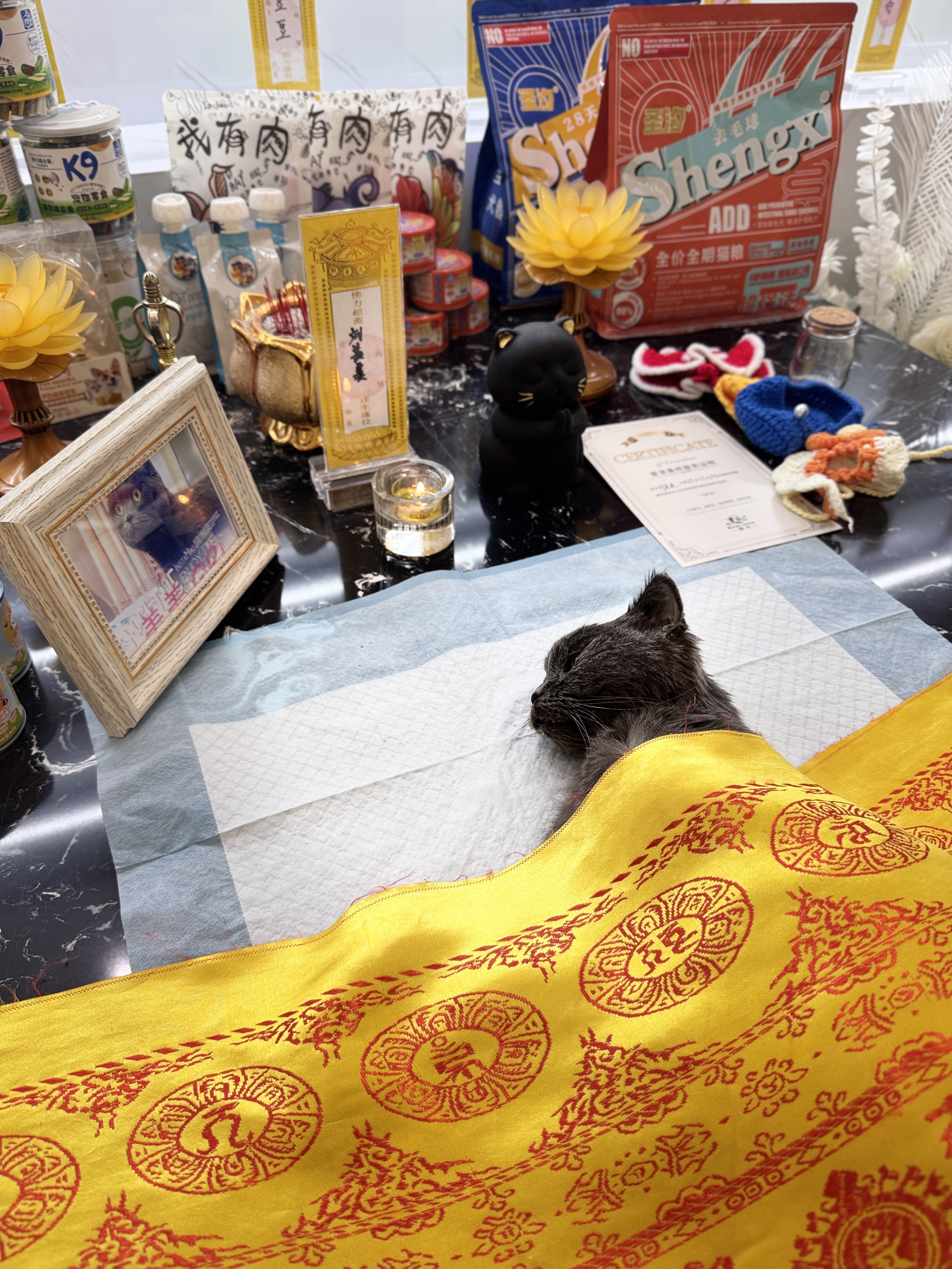 猫咪生命告别配图