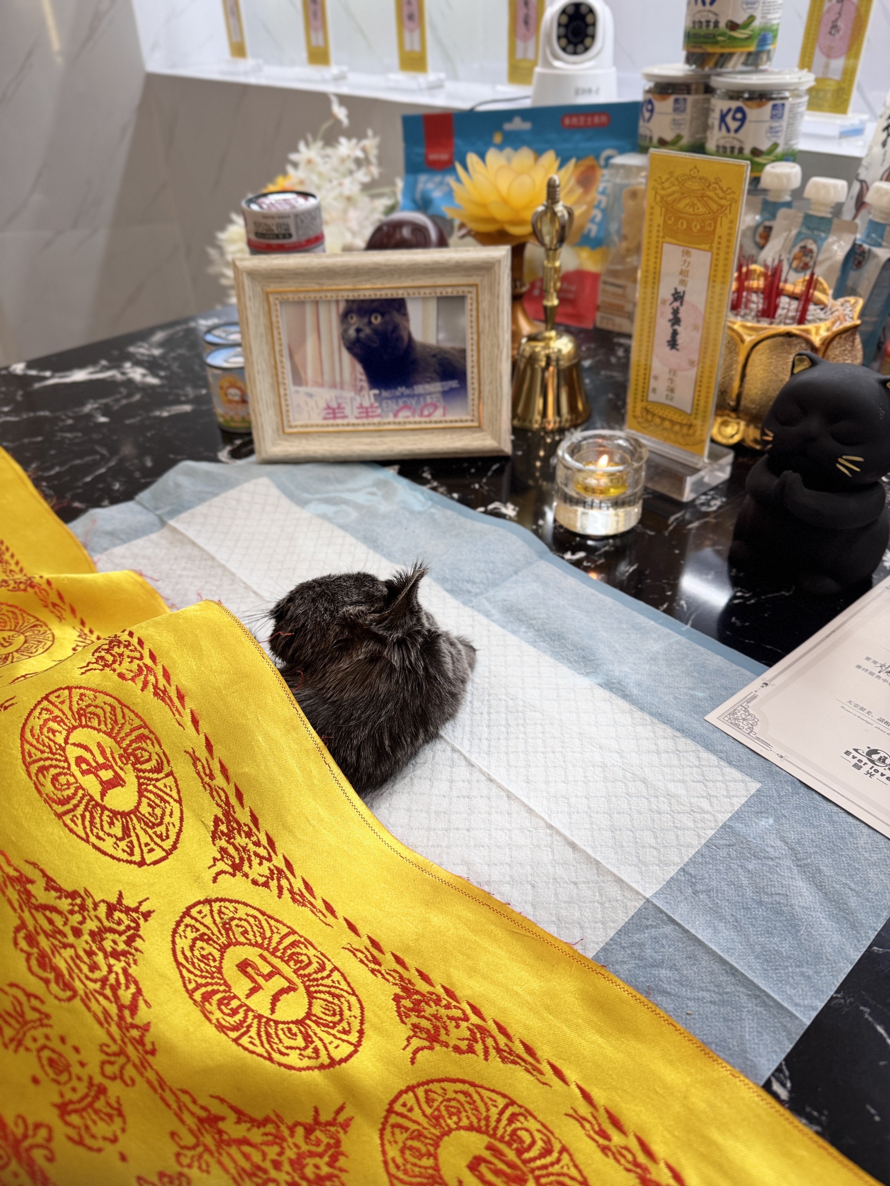 猫咪最后告别仪式