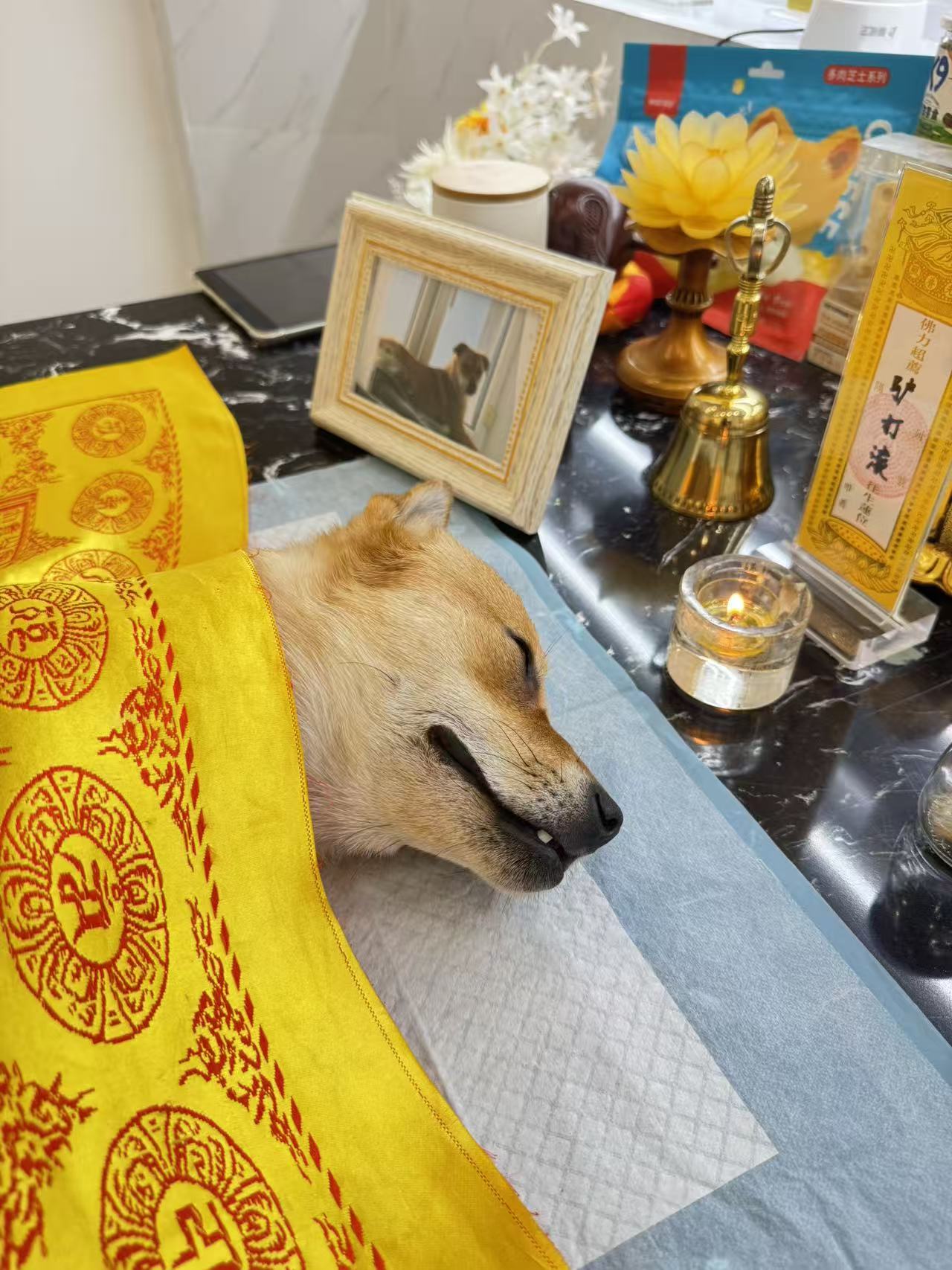 猫咪安葬方式配图