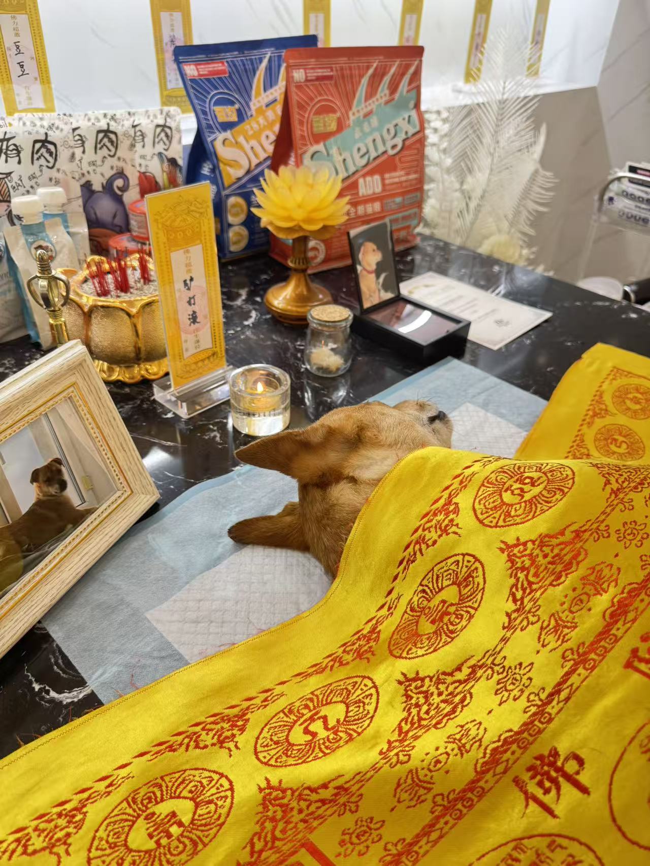 猫咪身后事怎么办配图