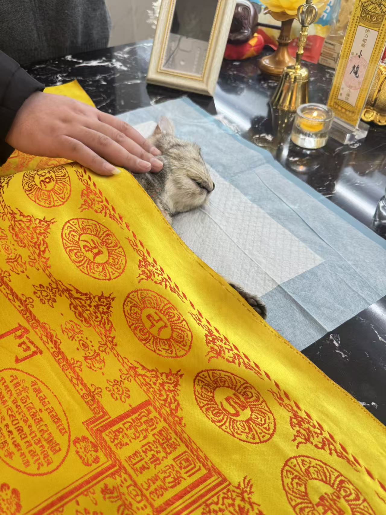 猫咪后事处理配图