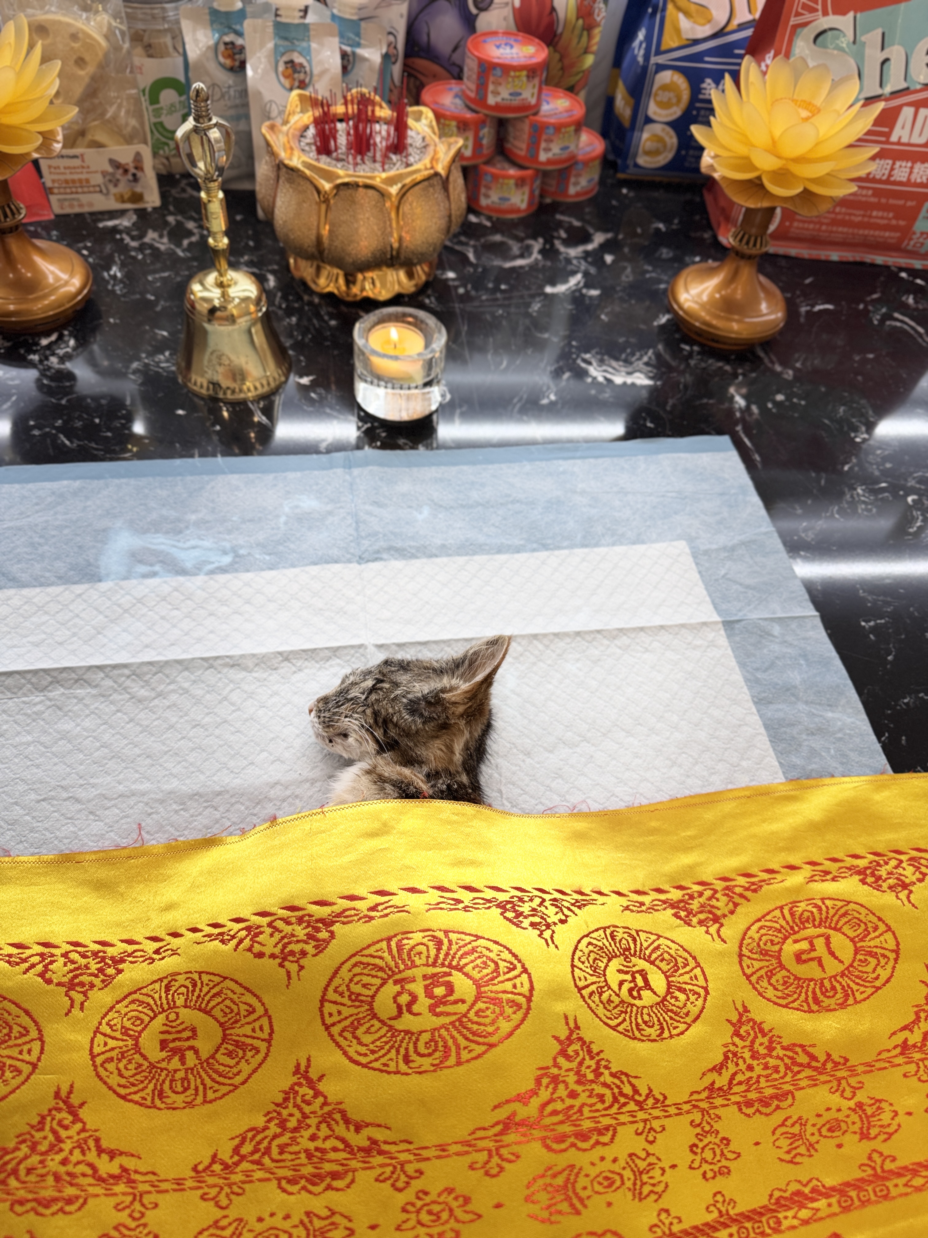 猫咪生病离世怎么办