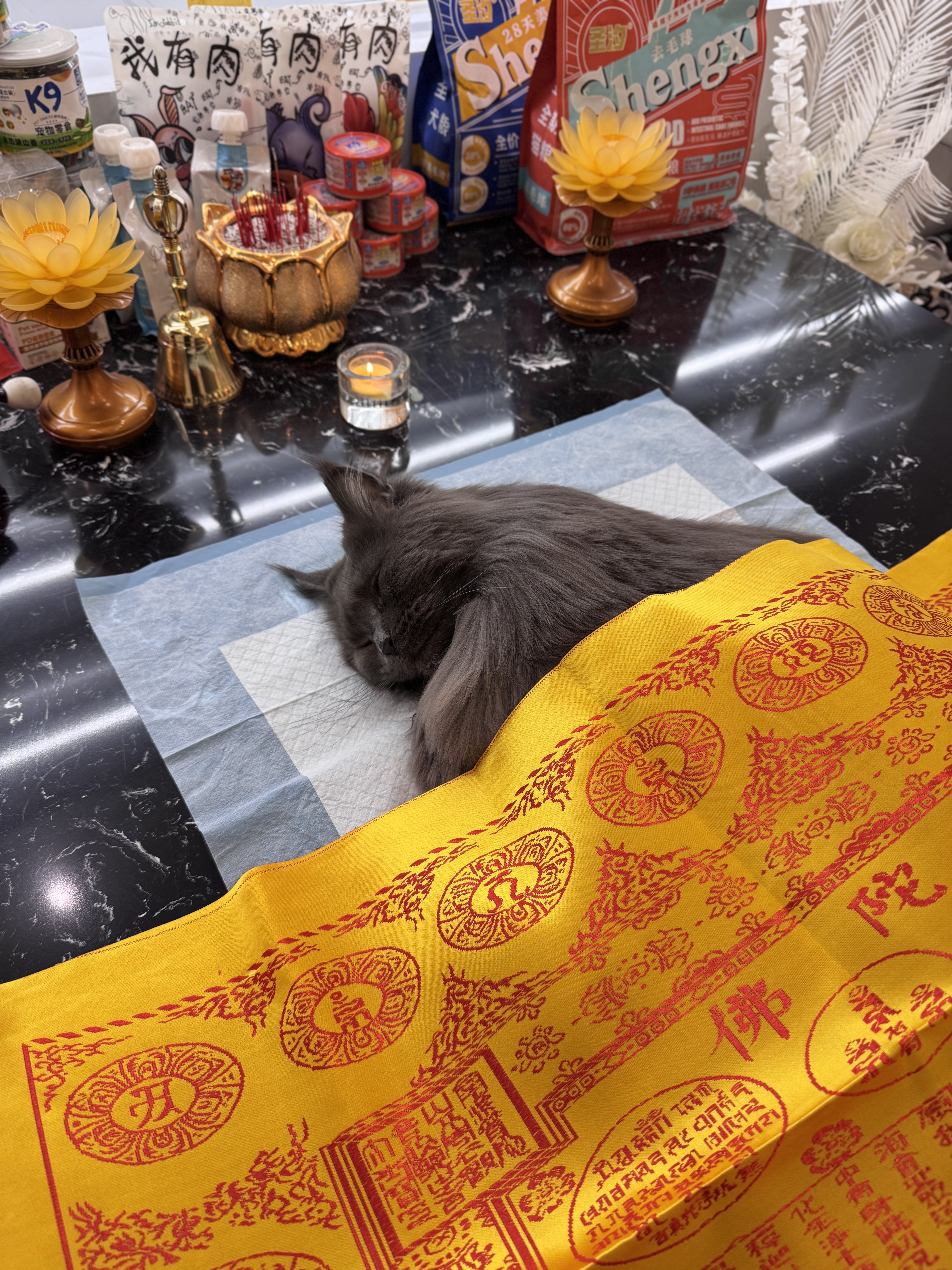 猫咪火化能看全过程吗