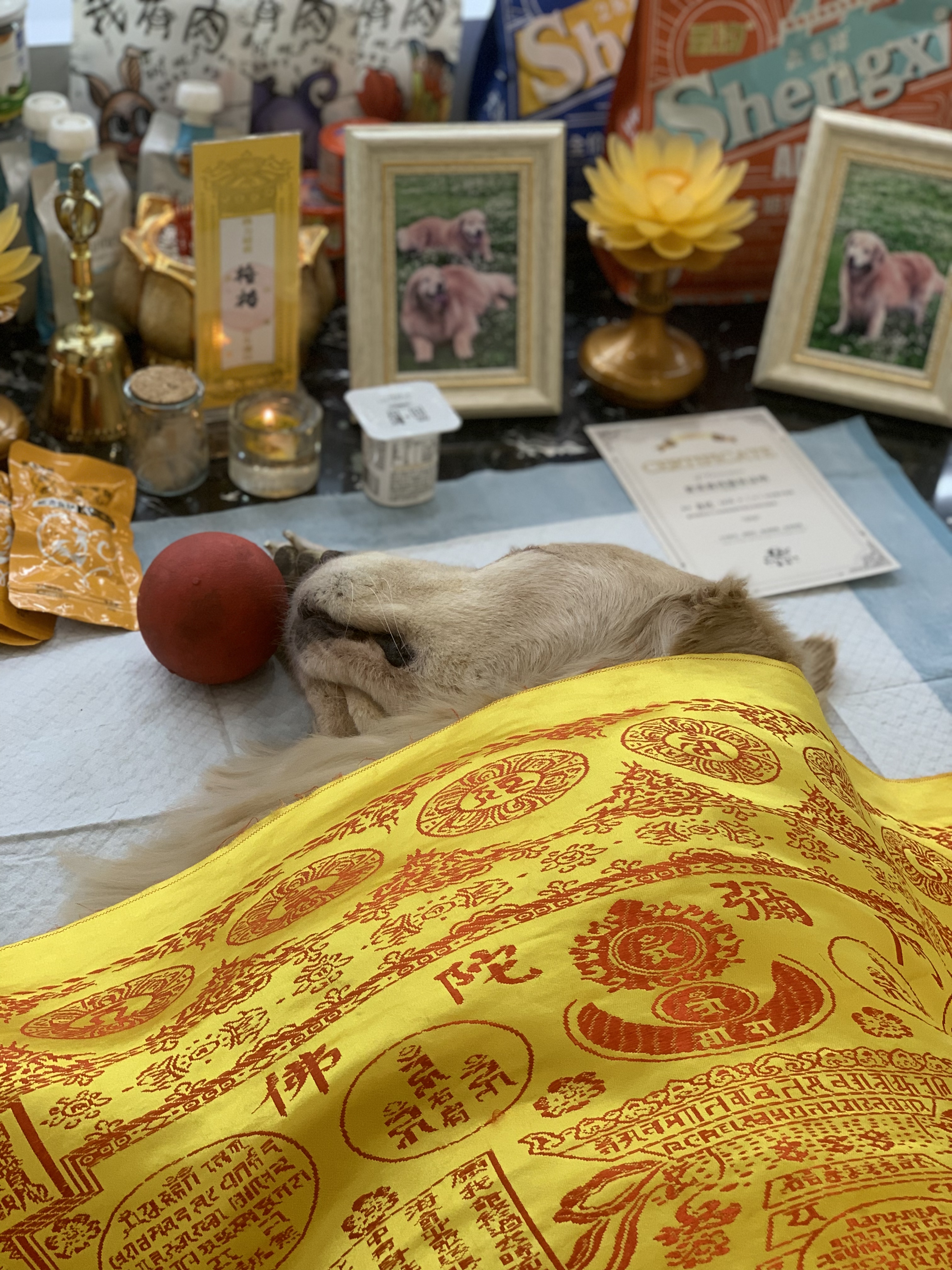 猫咪骨灰怎么保存