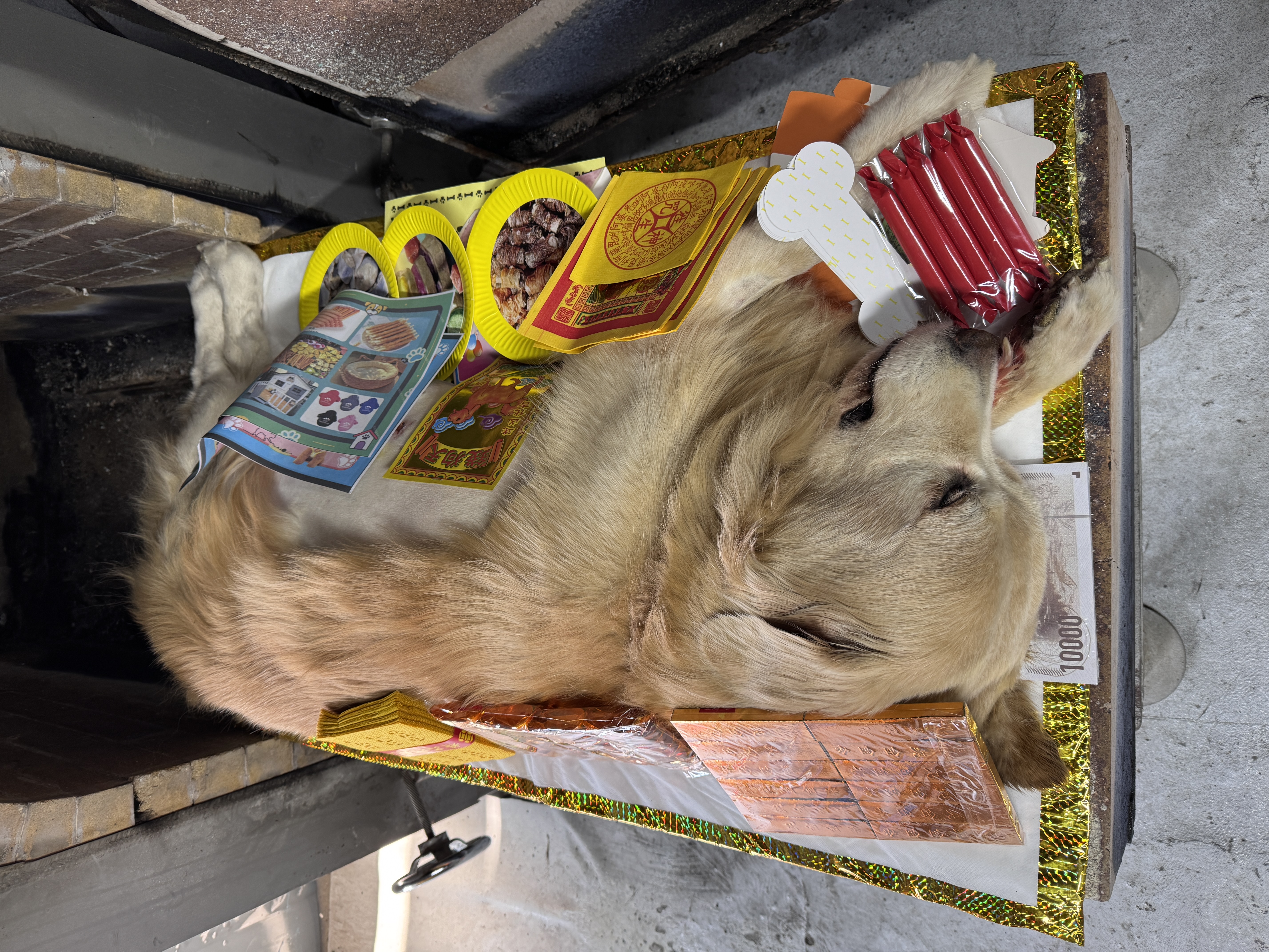 猫咪骨灰放哪里好