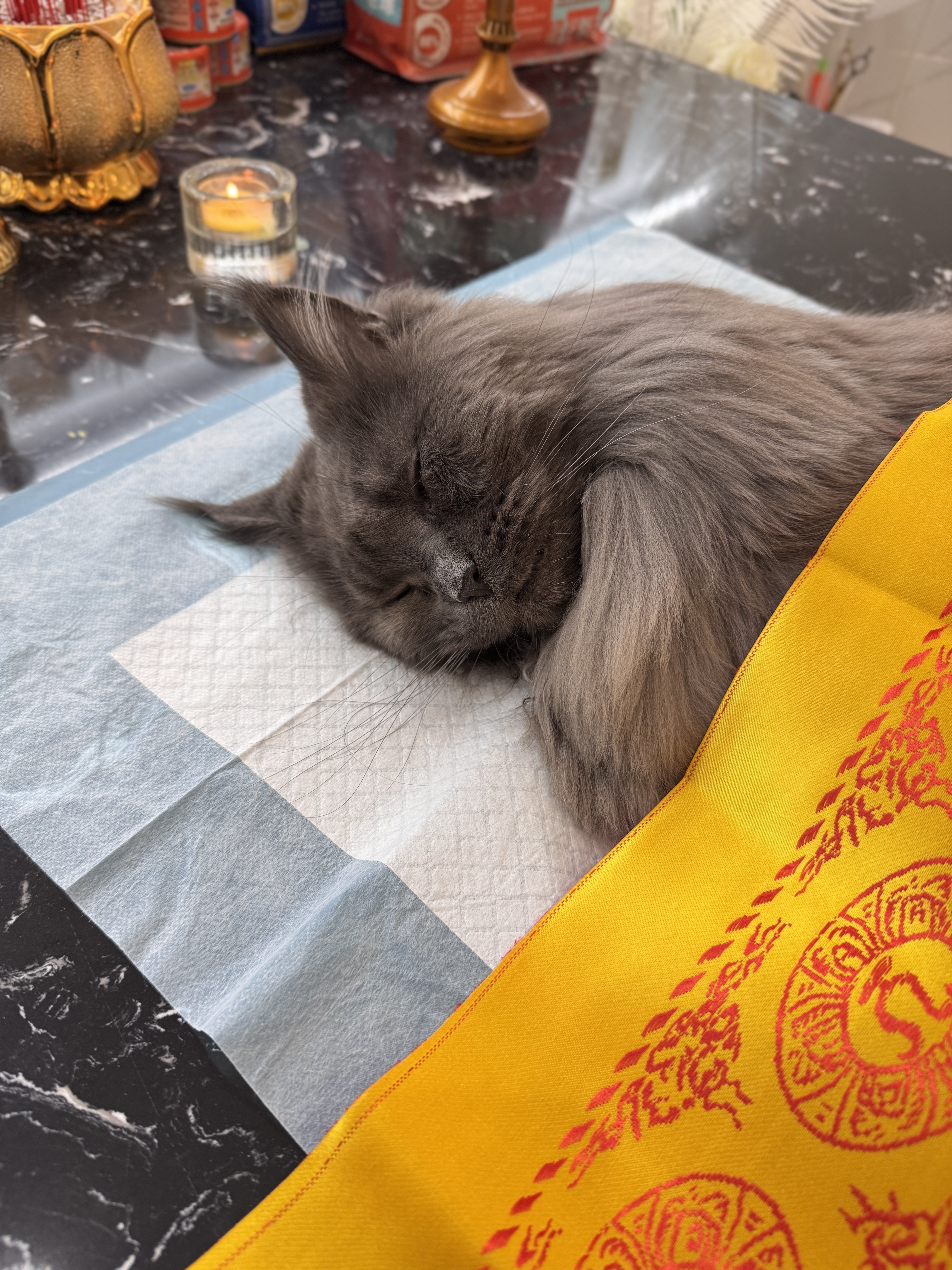 猫咪毛发纪念