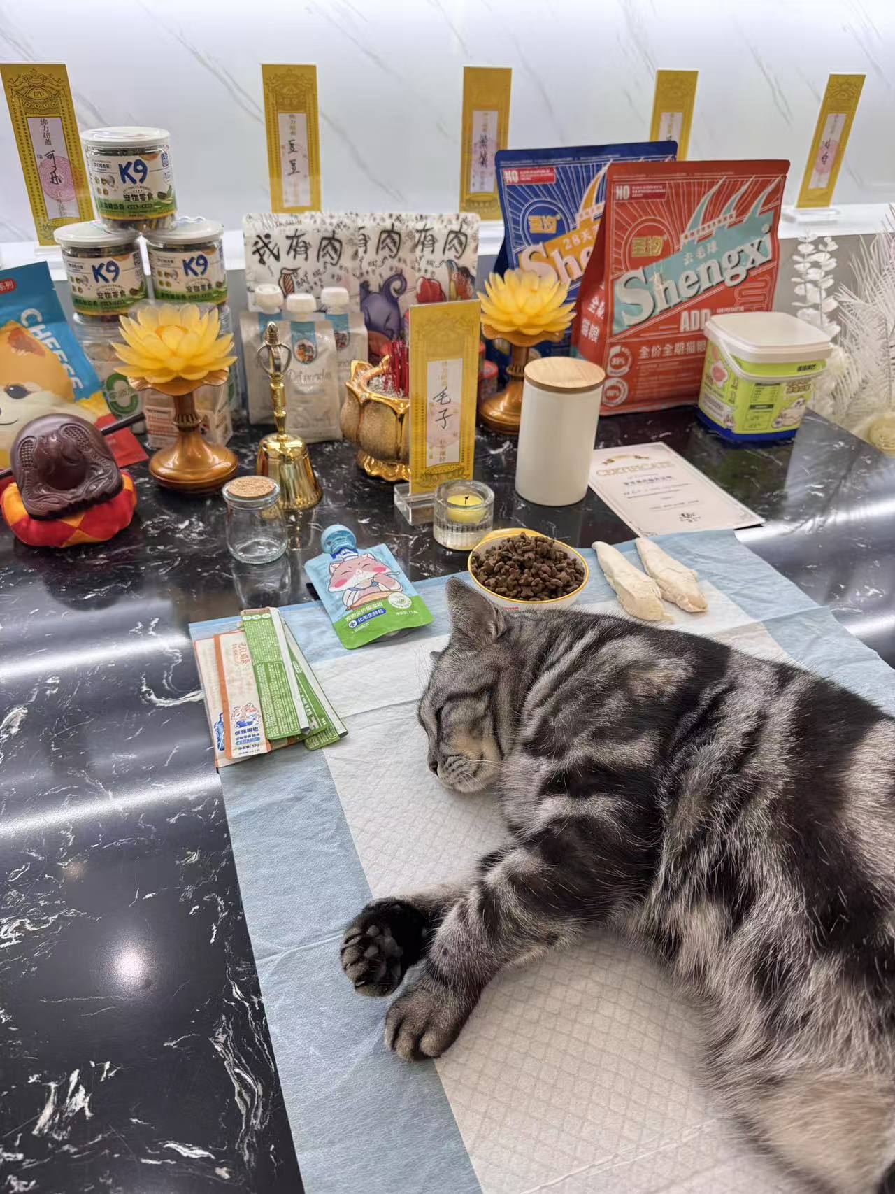 猫咪毛发纪念配图
