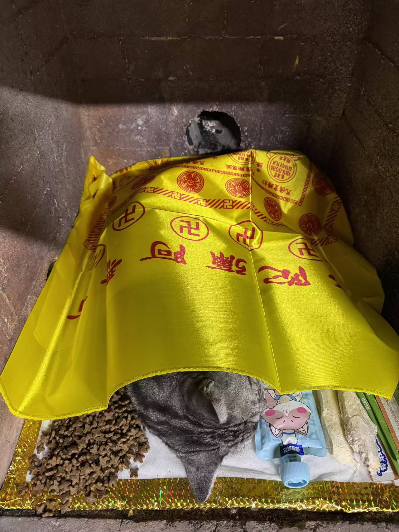 猫咪纪念相框配图