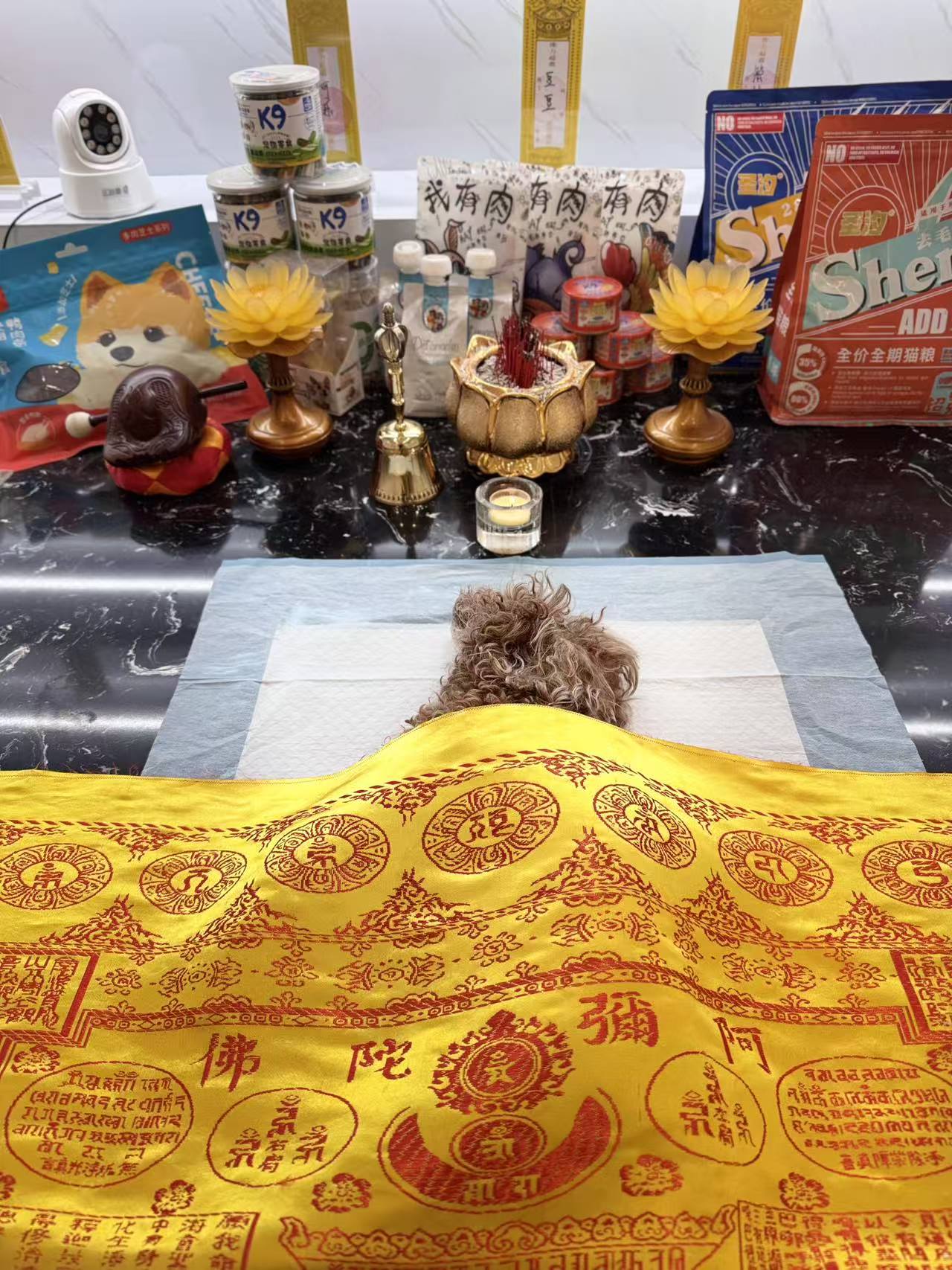 猫咪离世纪念方式配图