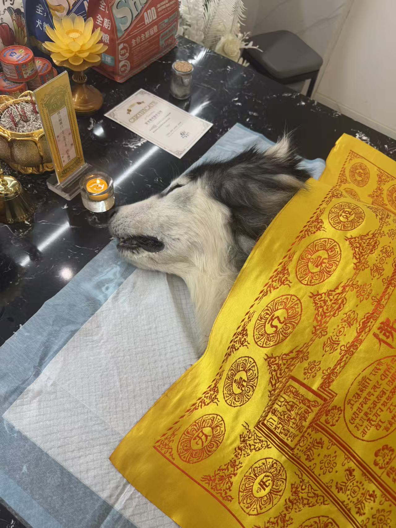 洛阳宠物火化多少钱