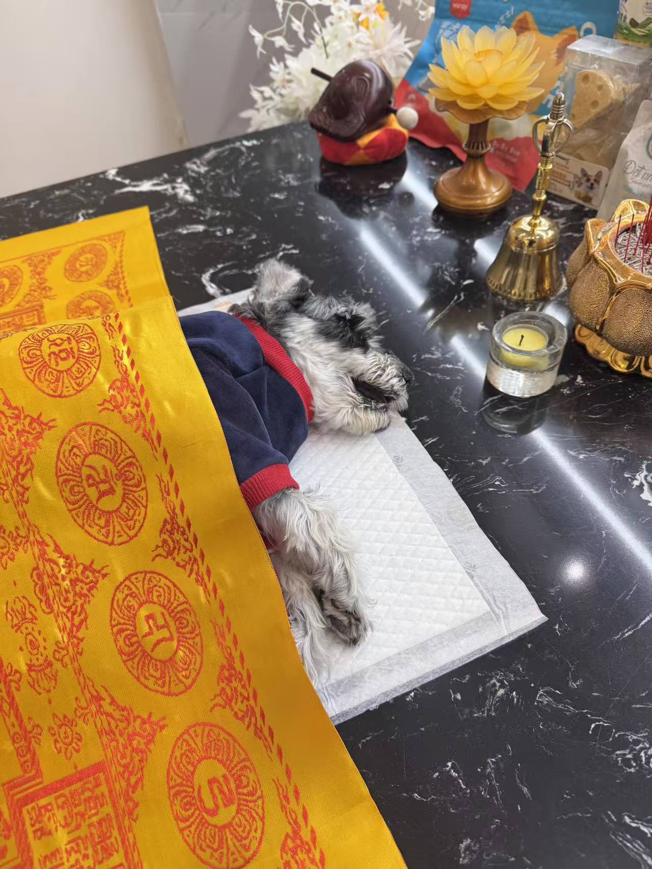 重庆猫咪火化配图