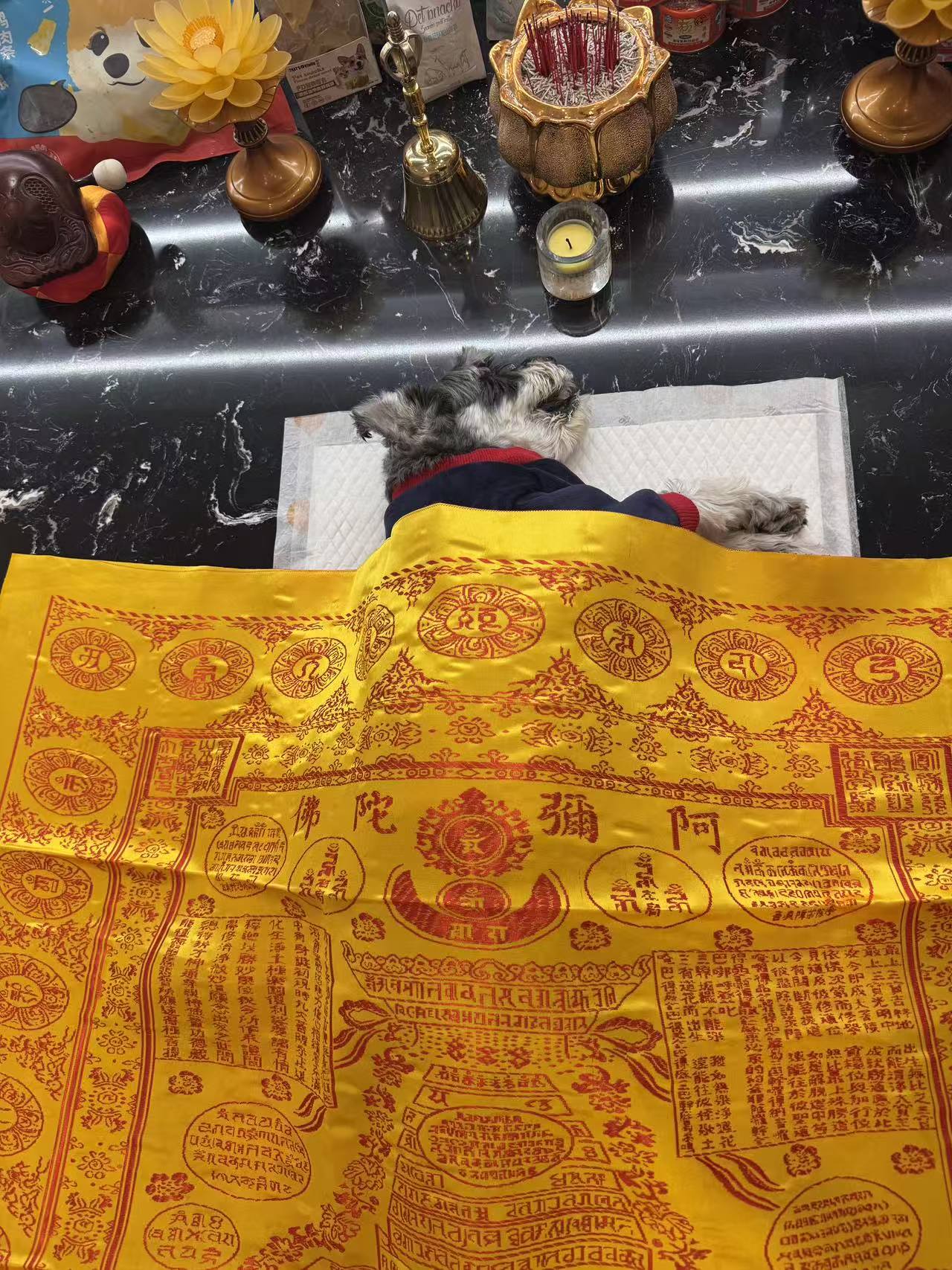 武汉猫咪火化配图