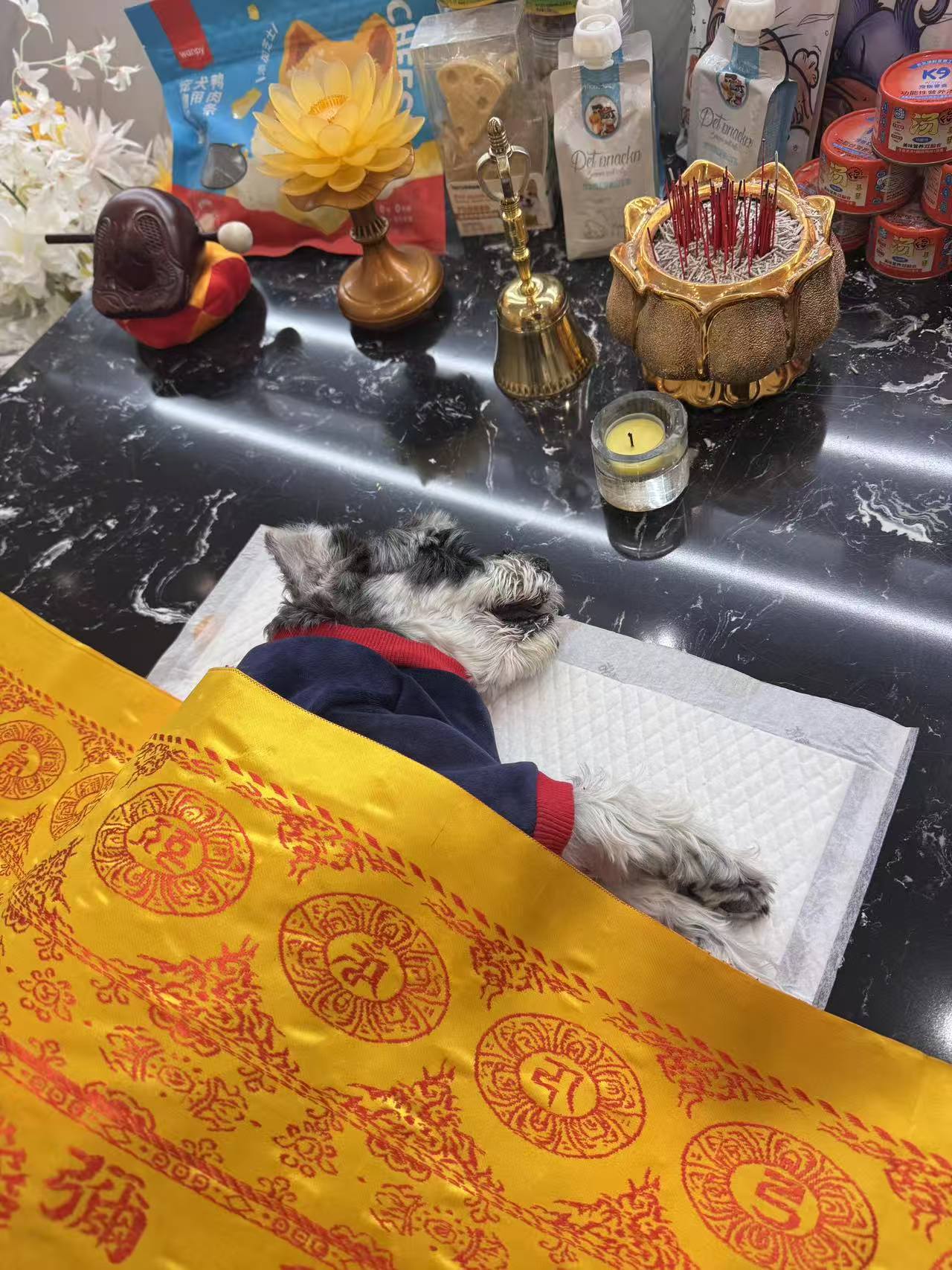 武汉猫咪火化