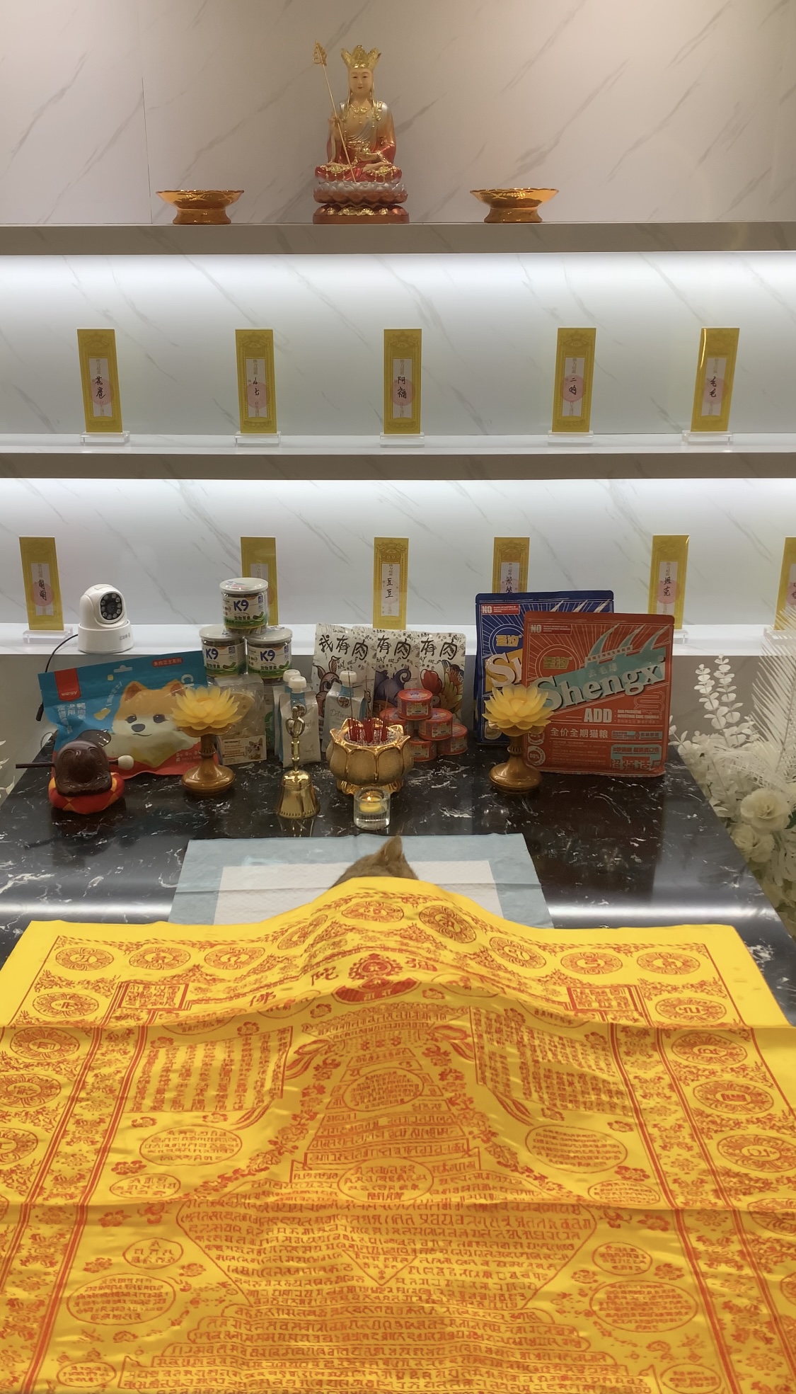 附近猫咪殡葬