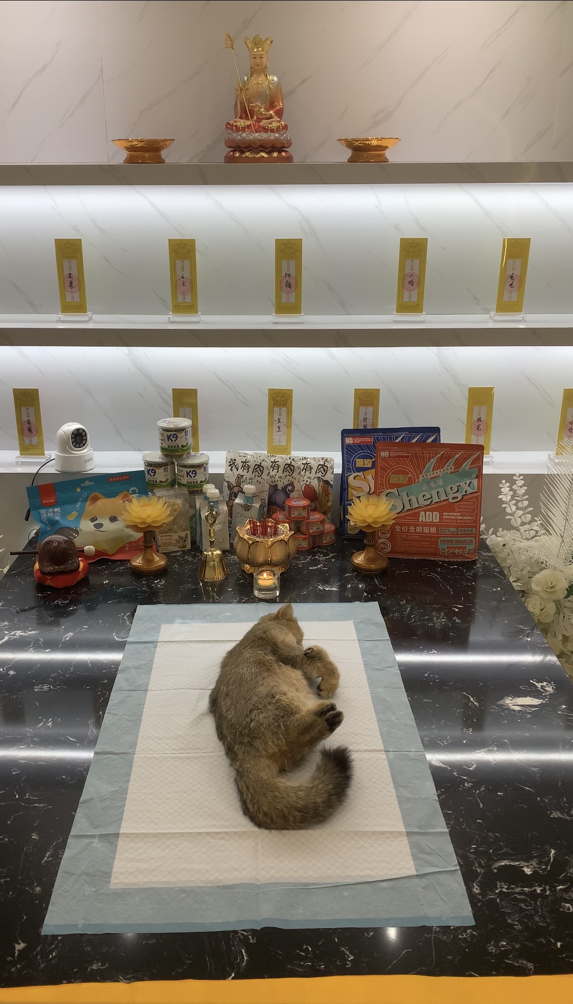 洛阳涧西区宠物火化